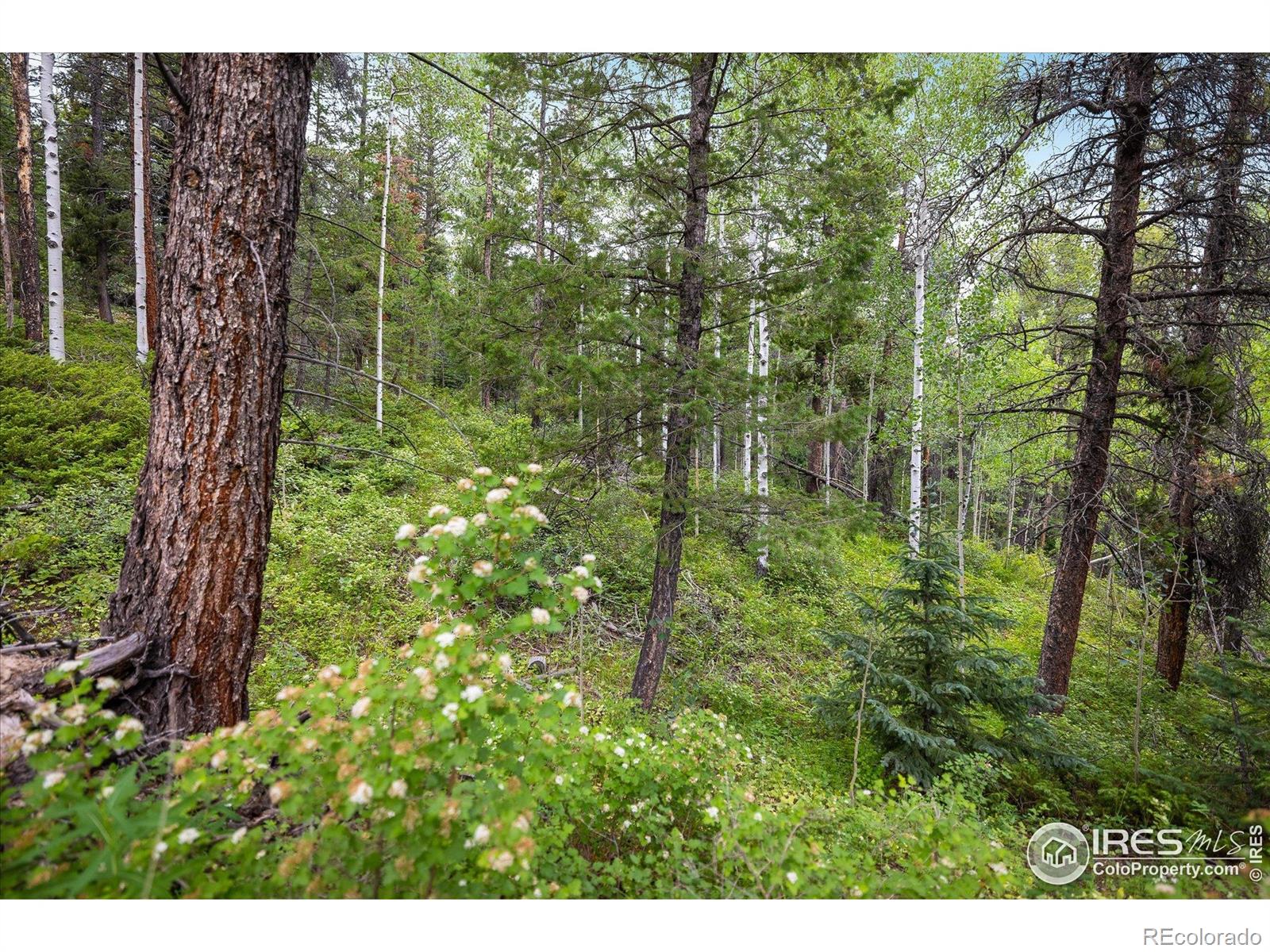 MLS Image #39 for 280  hummer drive,nederland, Colorado
