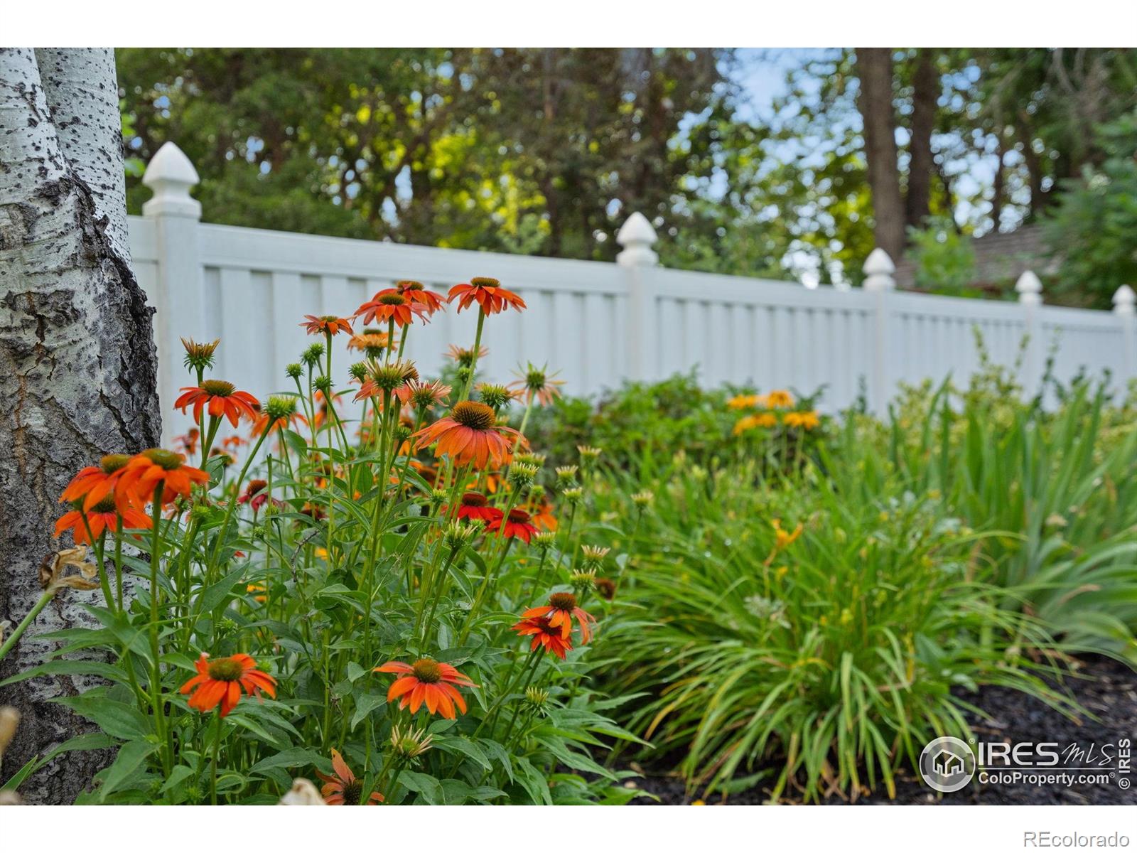 MLS Image #9 for 816  buckeye street,fort collins, Colorado