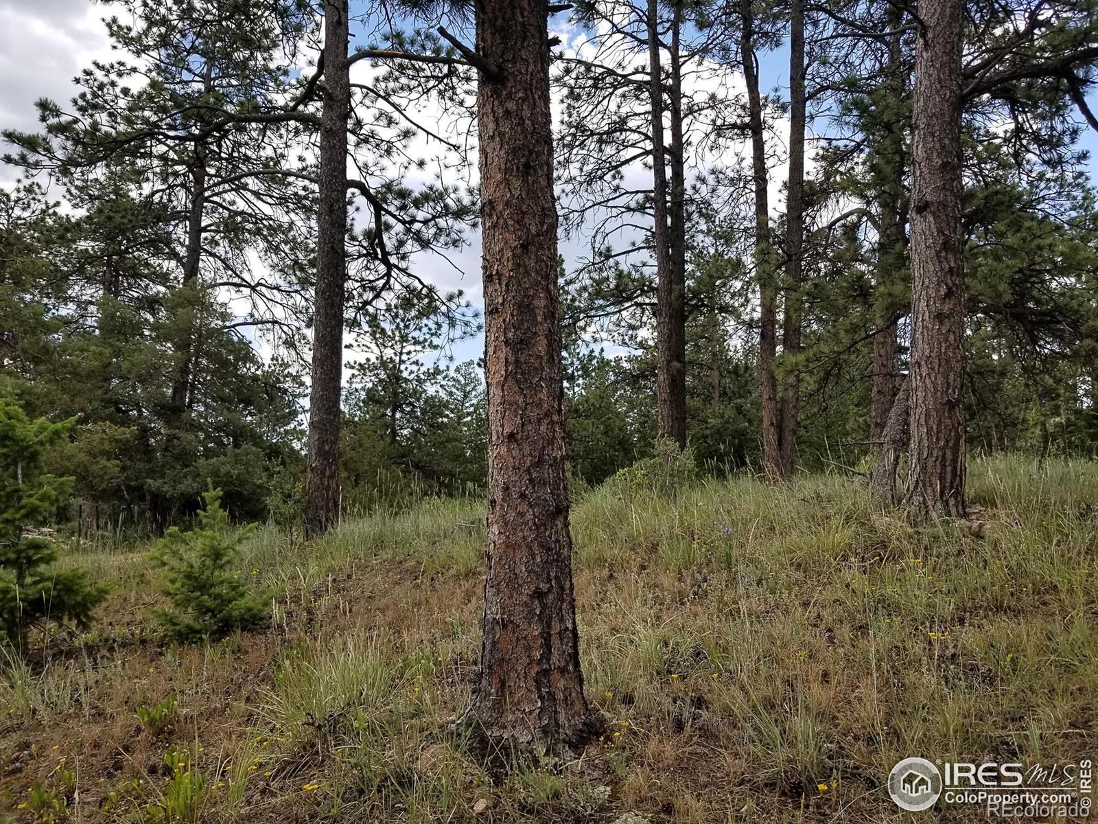 MLS Image #35 for 556  bald mountain drive,livermore, Colorado