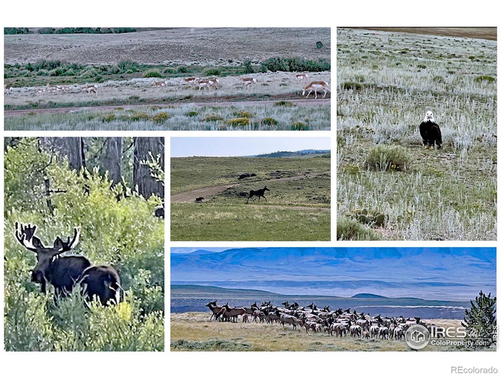 MLS Image #10 for 2780  camel rock road,red feather lakes, Colorado