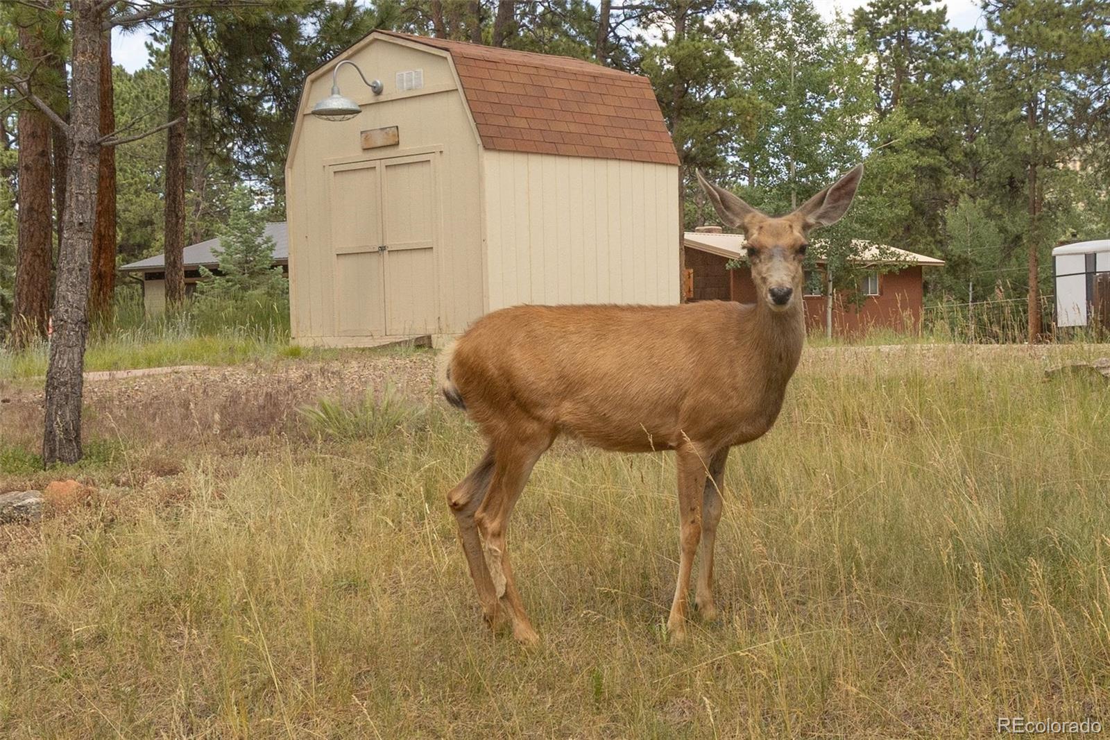 MLS Image #33 for 1350  chippewa trail,woodland park, Colorado