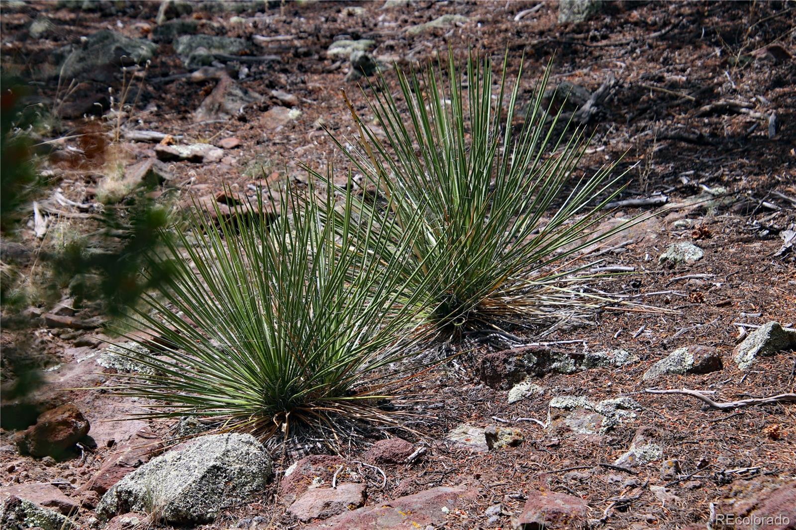 MLS Image #35 for 000  whm canyon ,san luis, Colorado