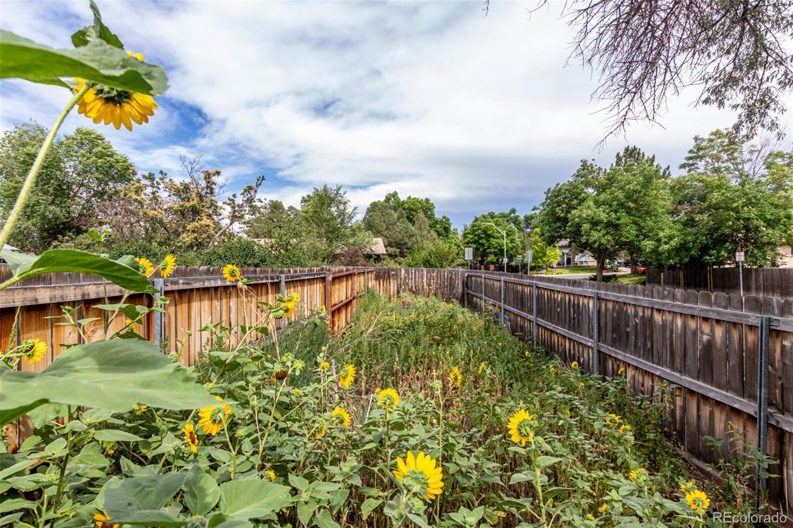 MLS Image #32 for 9162  everett street,broomfield, Colorado