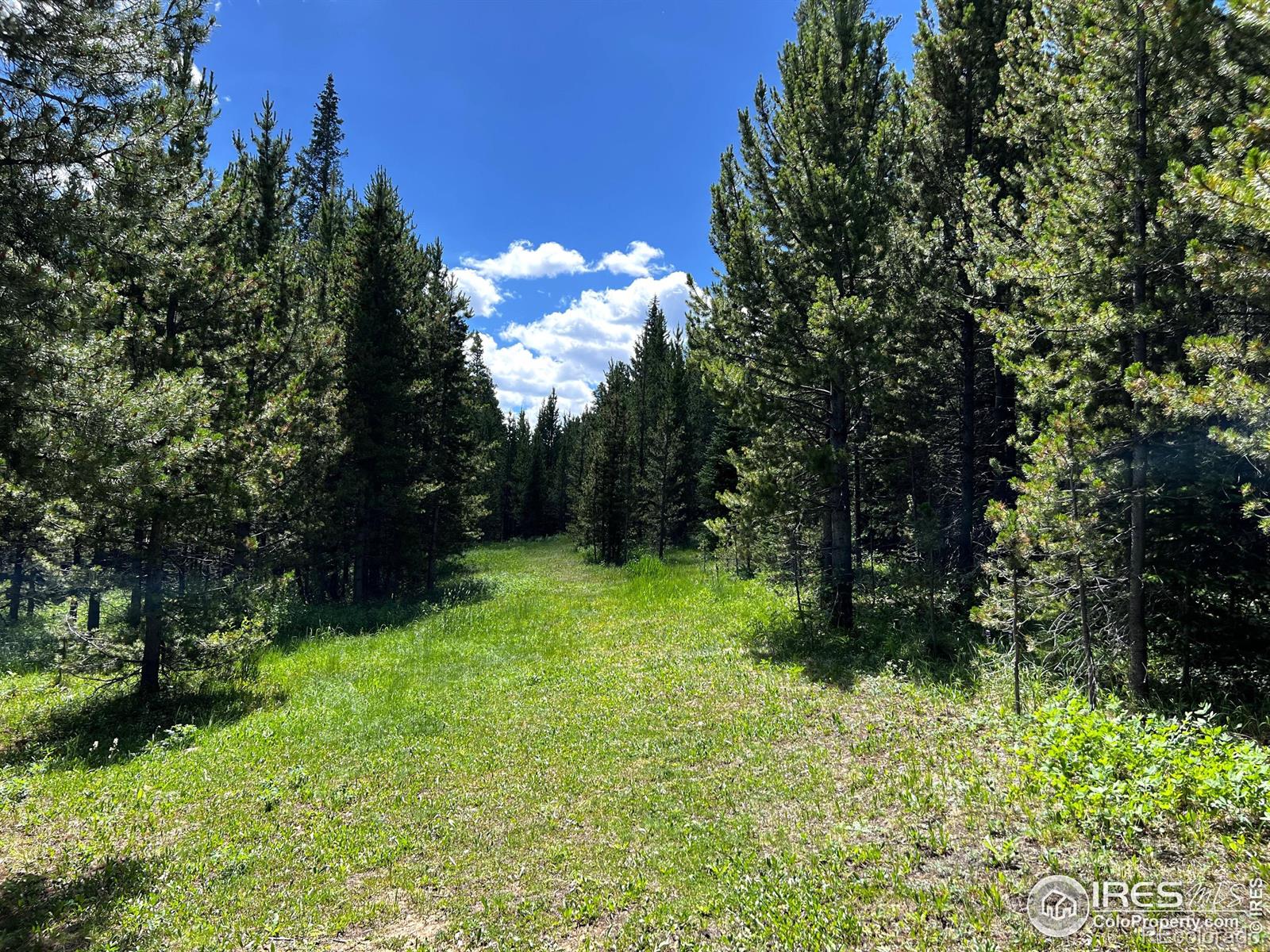 MLS Image #17 for 10000  forest service road 169 ,red feather lakes, Colorado