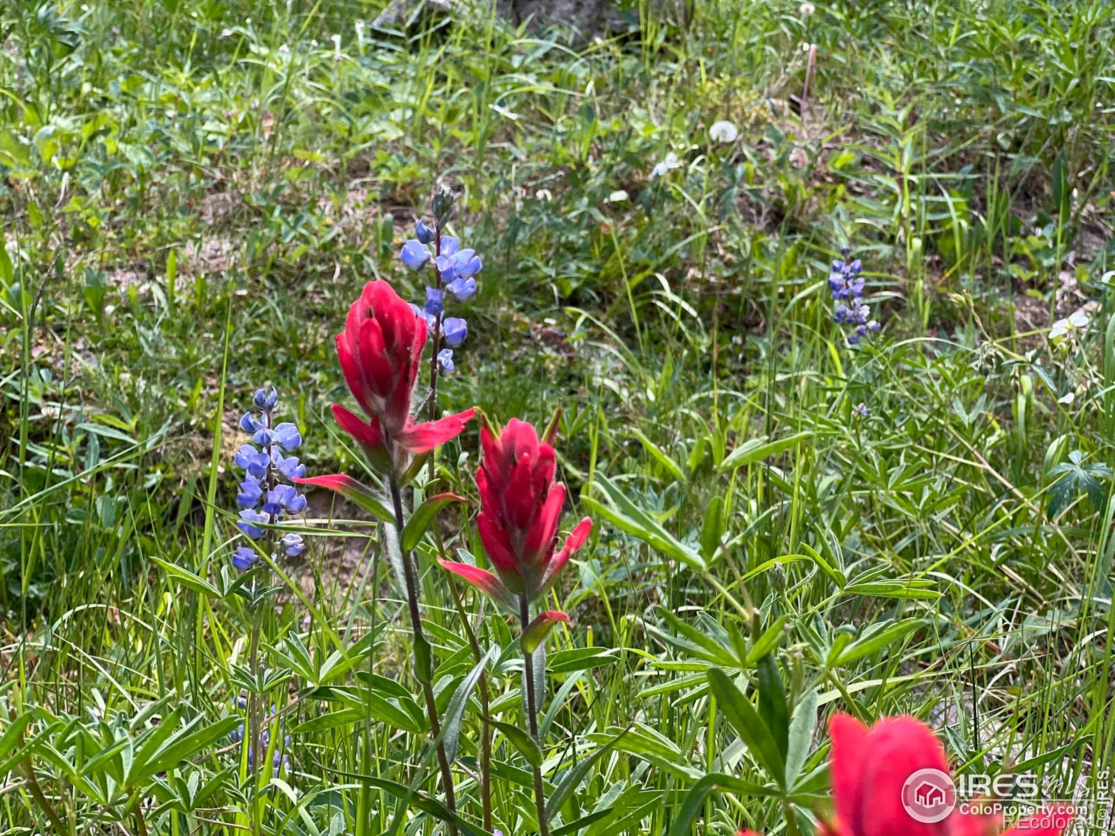 MLS Image #19 for 10000  forest service road 169 ,red feather lakes, Colorado