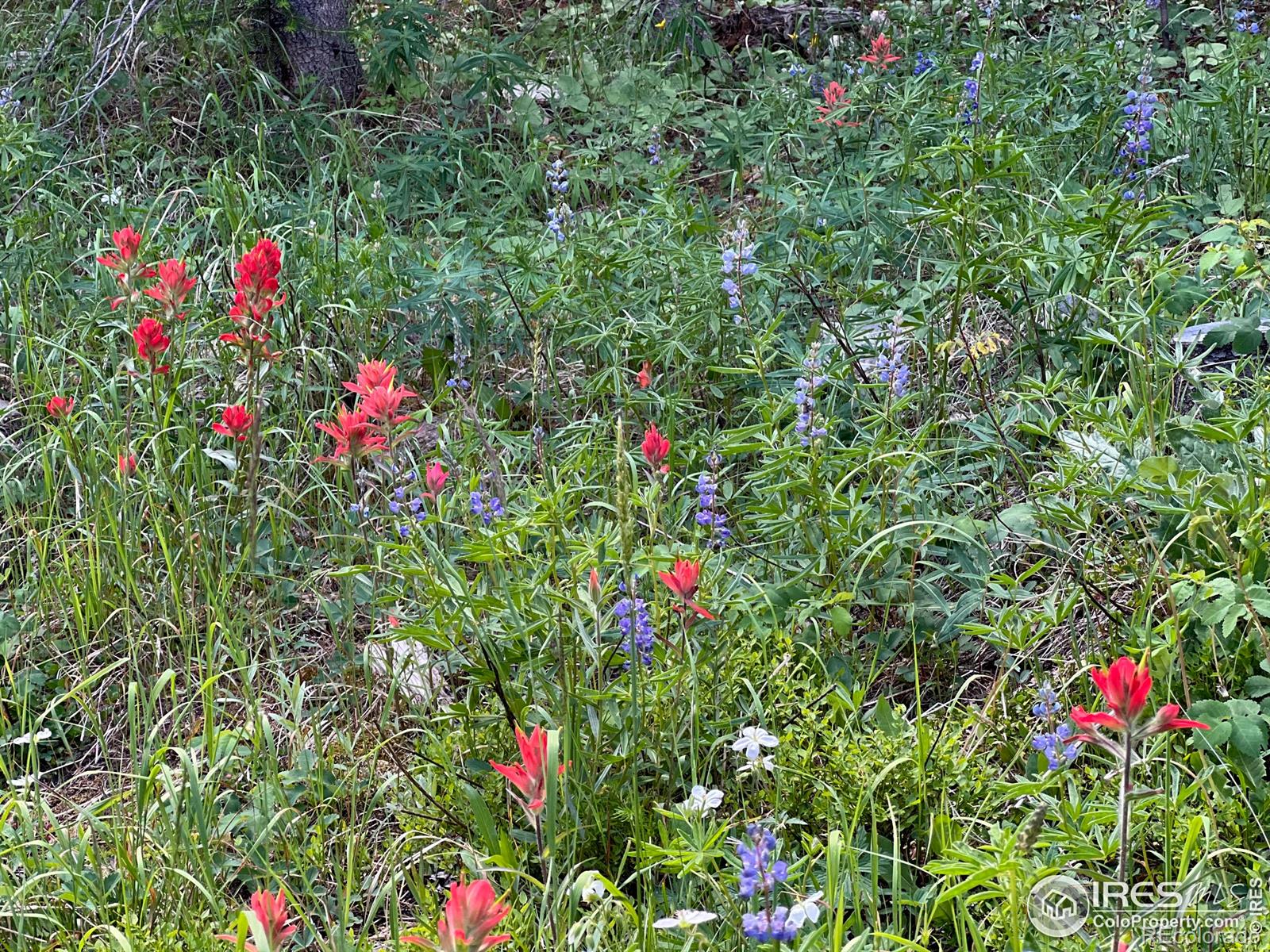 MLS Image #20 for 10000  forest service road 169 ,red feather lakes, Colorado