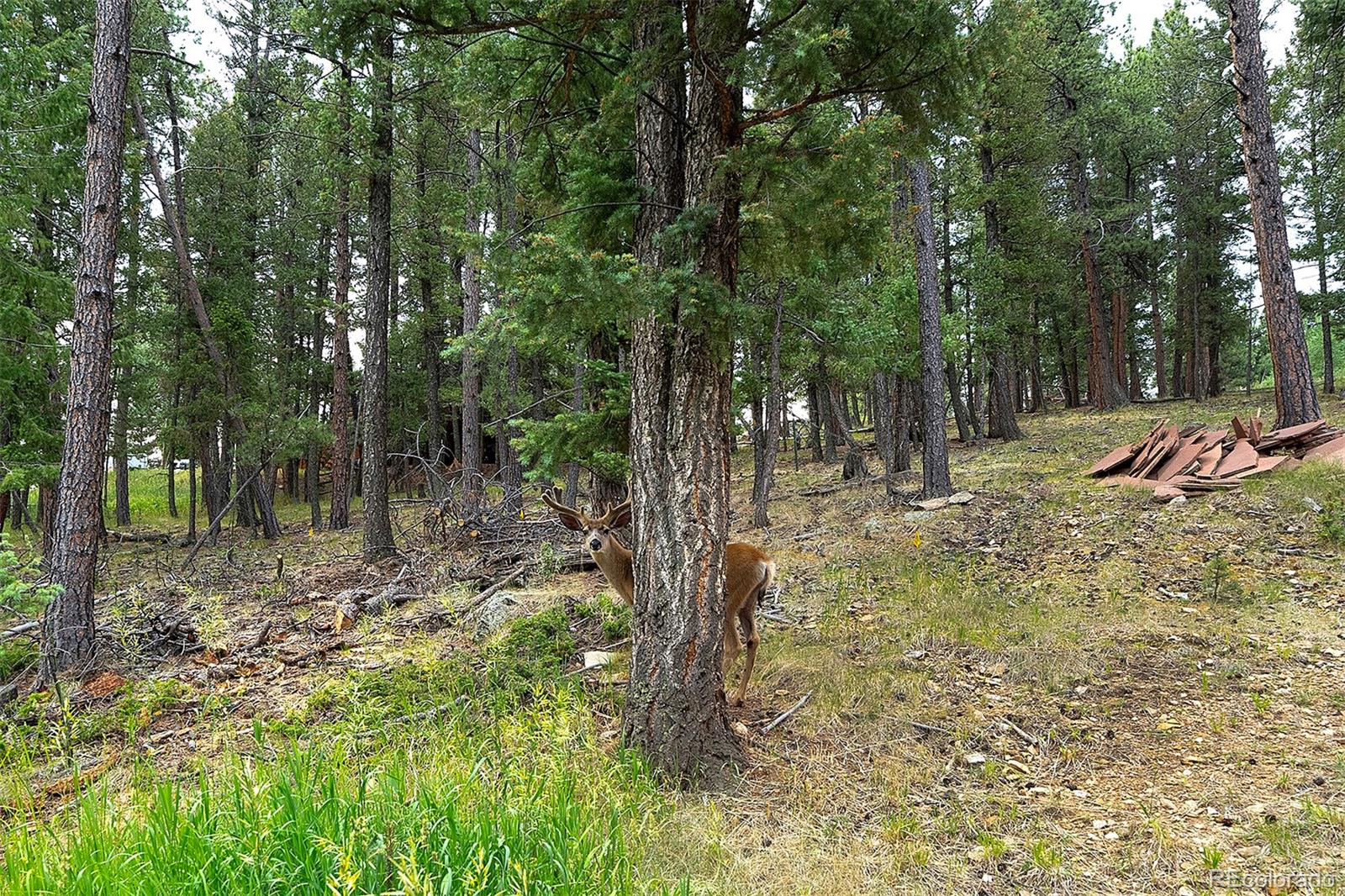 MLS Image #3 for 32  aspen drive,bailey, Colorado
