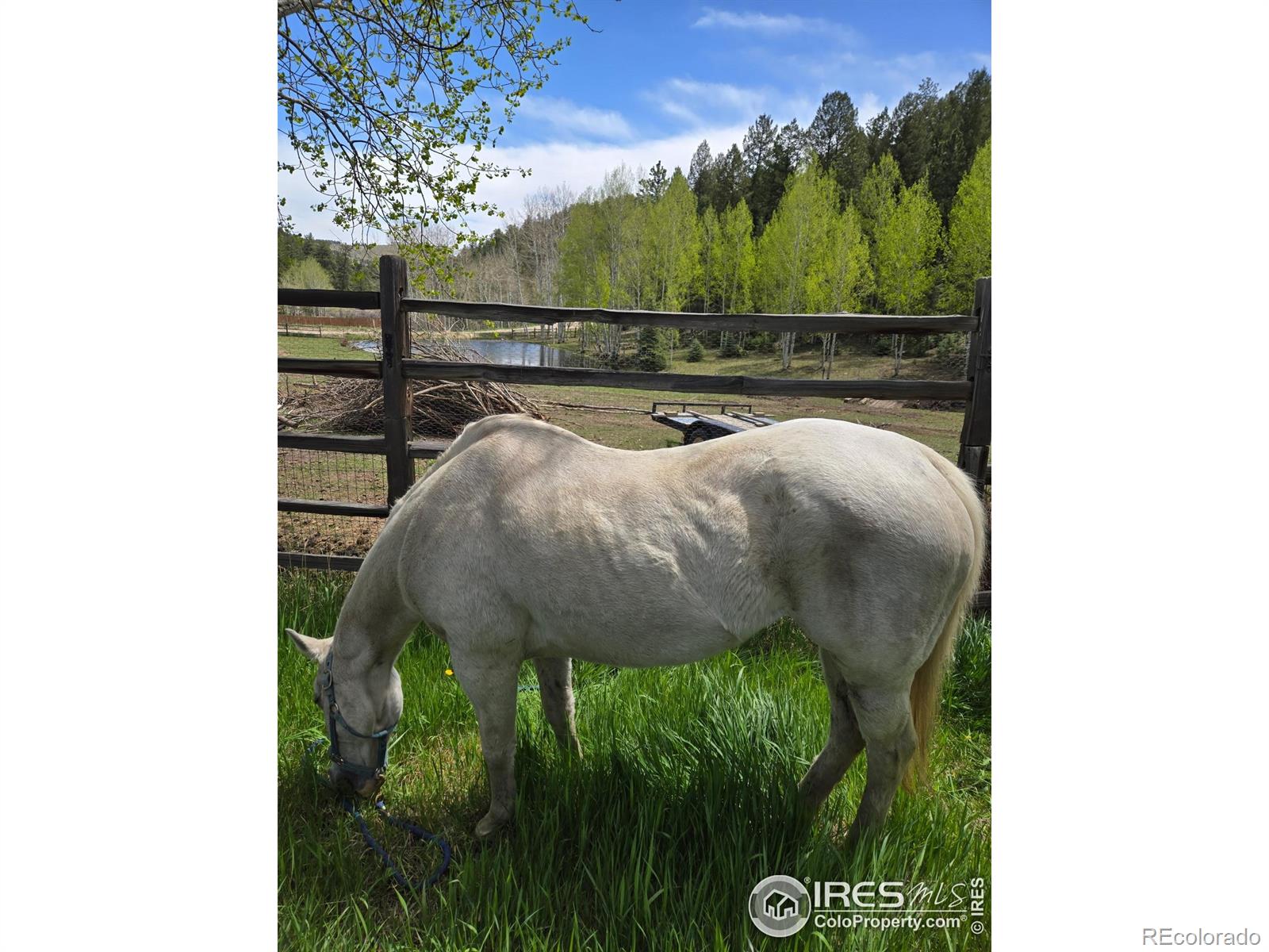 MLS Image #1 for 90  chickadee drive,bailey, Colorado