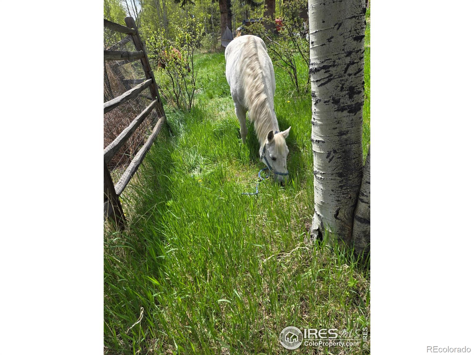MLS Image #3 for 90  chickadee drive,bailey, Colorado