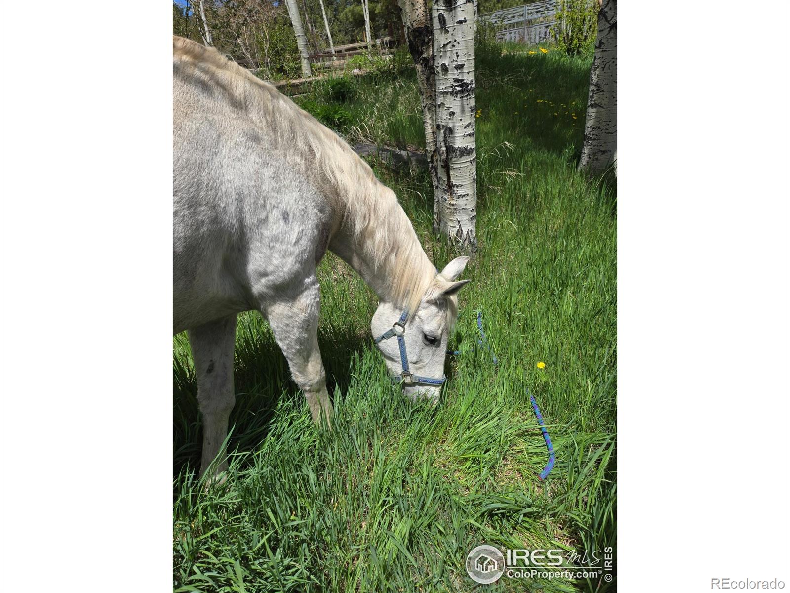 MLS Image #4 for 90  chickadee drive,bailey, Colorado