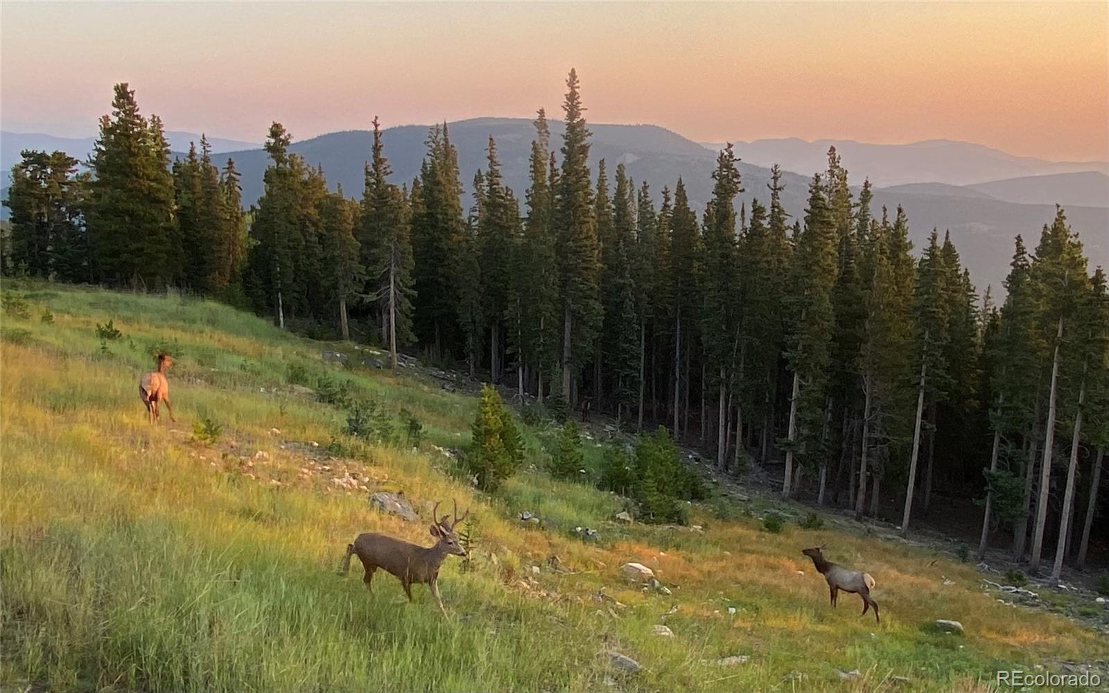 MLS Image #7 for 1539  raven ridge road,idaho springs, Colorado