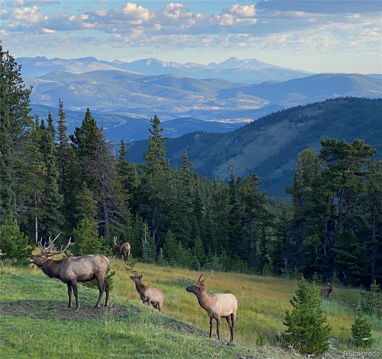 MLS Image #8 for 1539  raven ridge road,idaho springs, Colorado