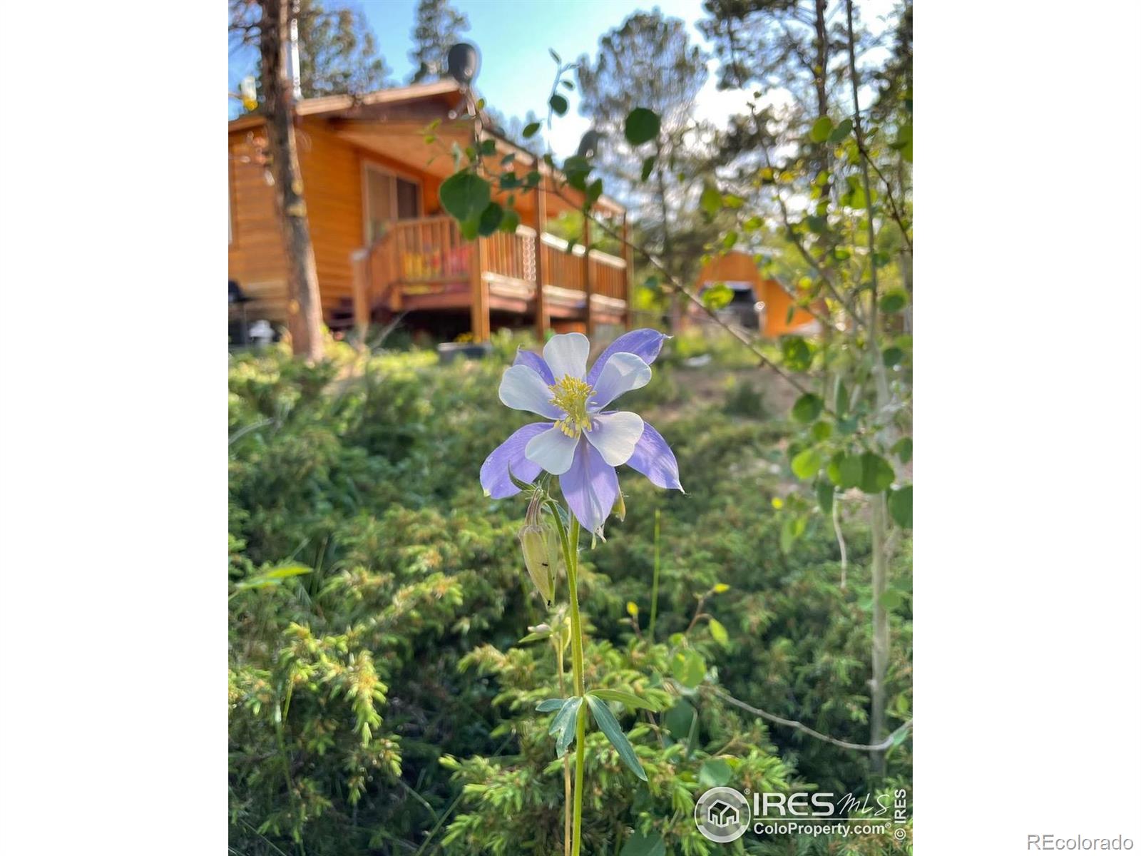 MLS Image #8 for 28  nonami court,red feather lakes, Colorado