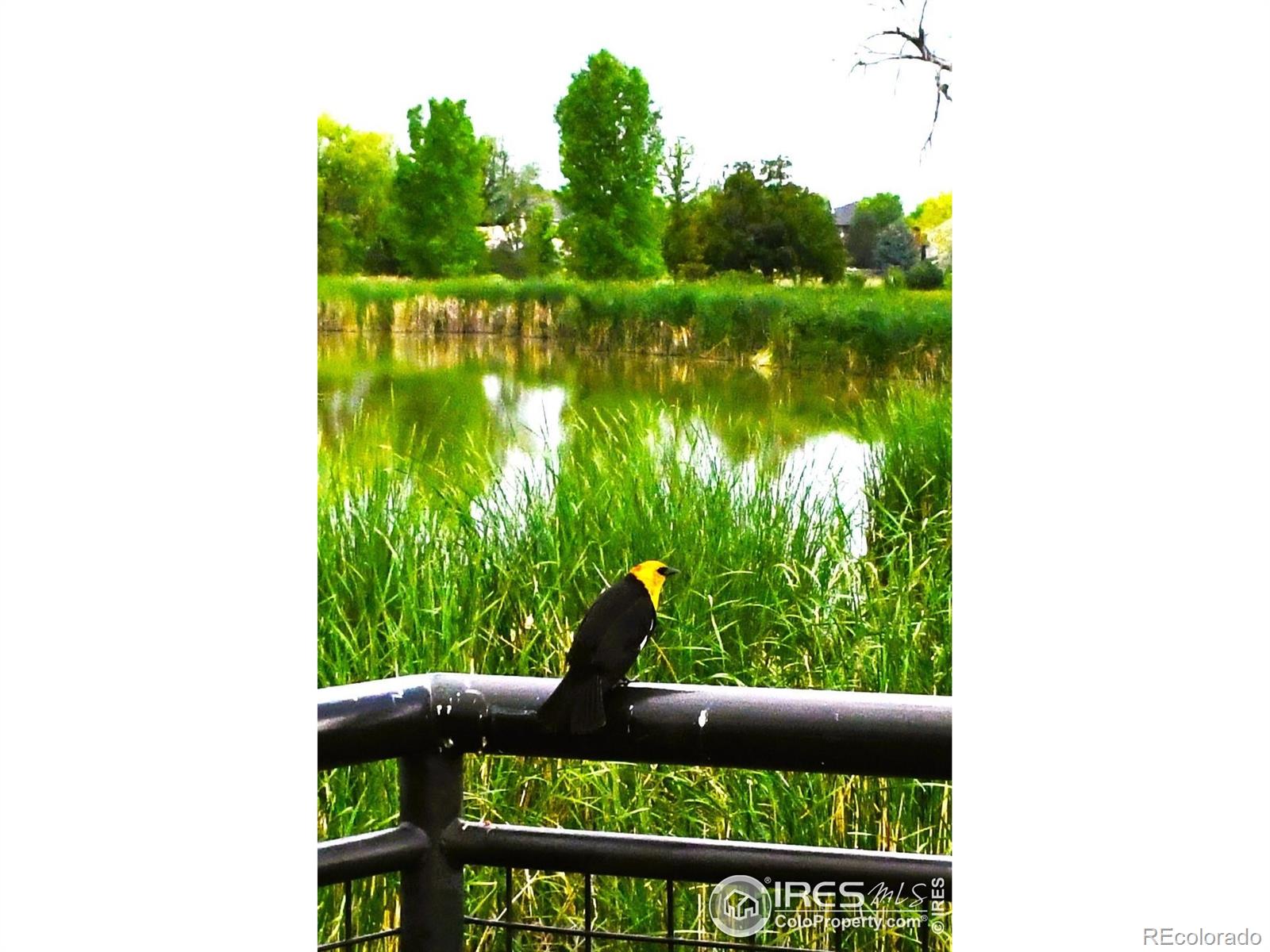 MLS Image #22 for 804  summer hawk drive,longmont, Colorado