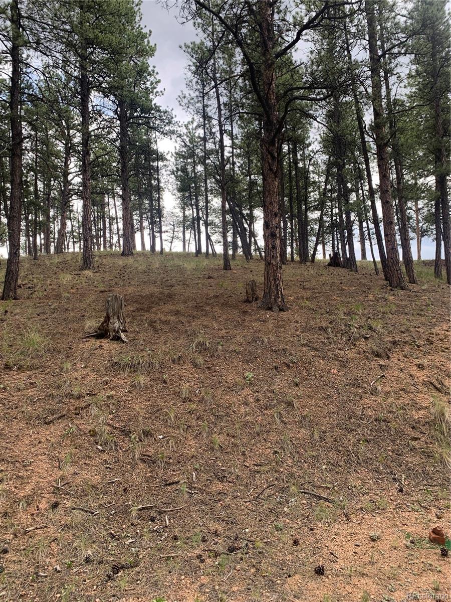 MLS Image #41 for 110  wallace drive,florissant, Colorado