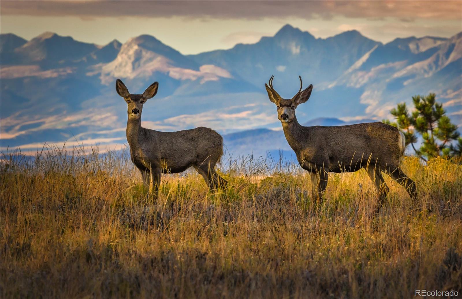 MLS Image #37 for 1699  sangre dr ,westcliffe, Colorado