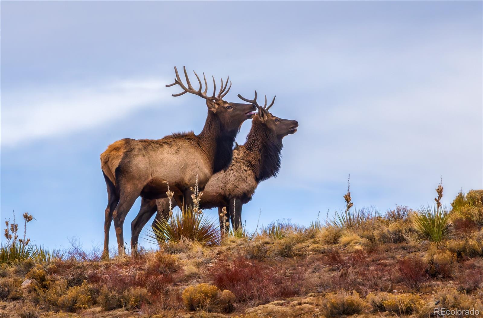 MLS Image #42 for 1699  sangre dr ,westcliffe, Colorado