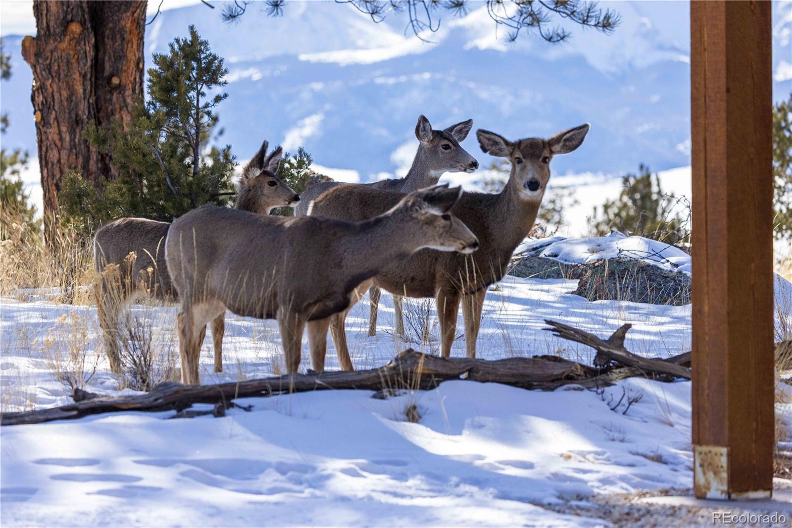 MLS Image #44 for 1699  sangre dr ,westcliffe, Colorado