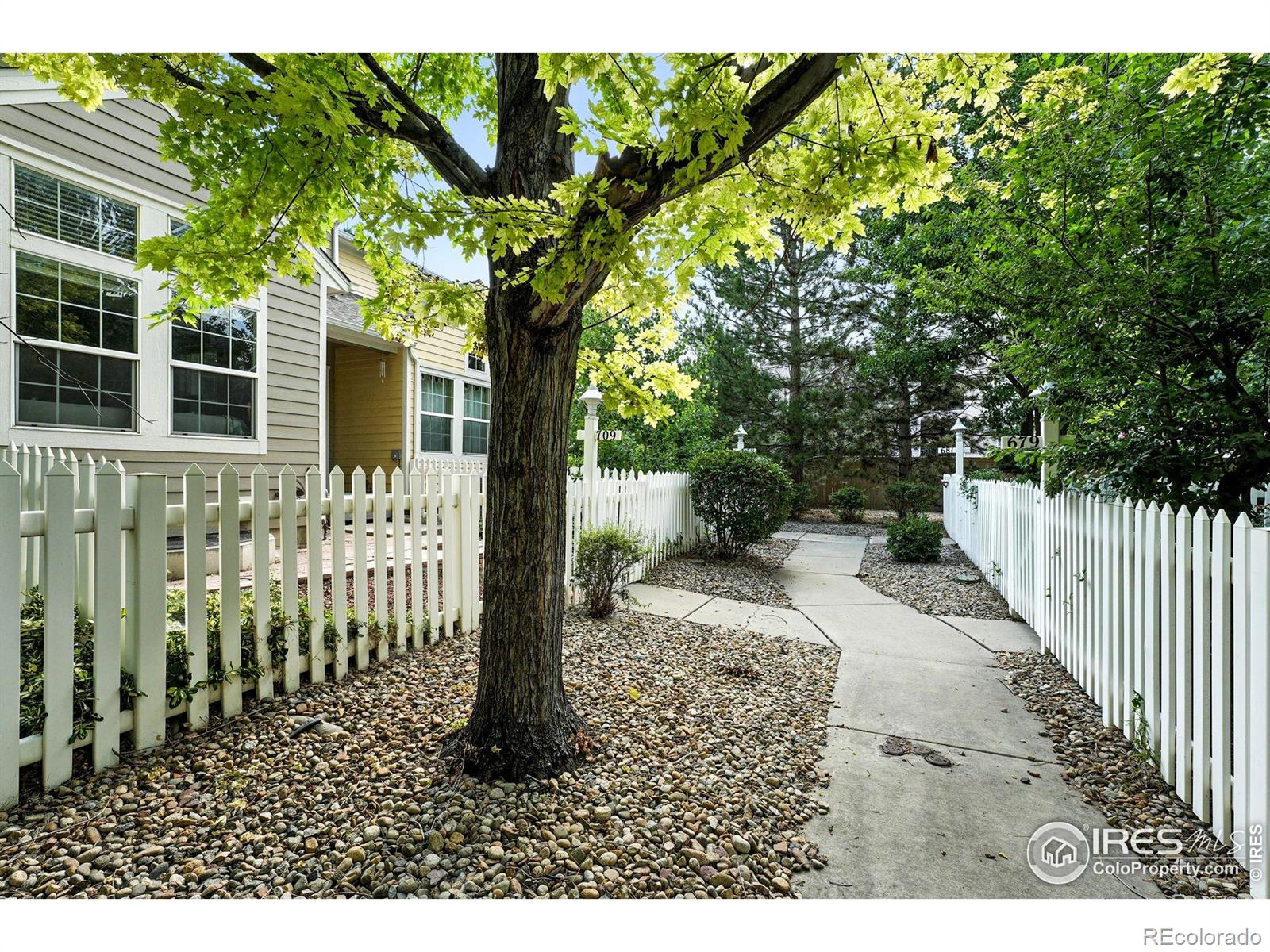 MLS Image #4 for 709  snowberry street,longmont, Colorado