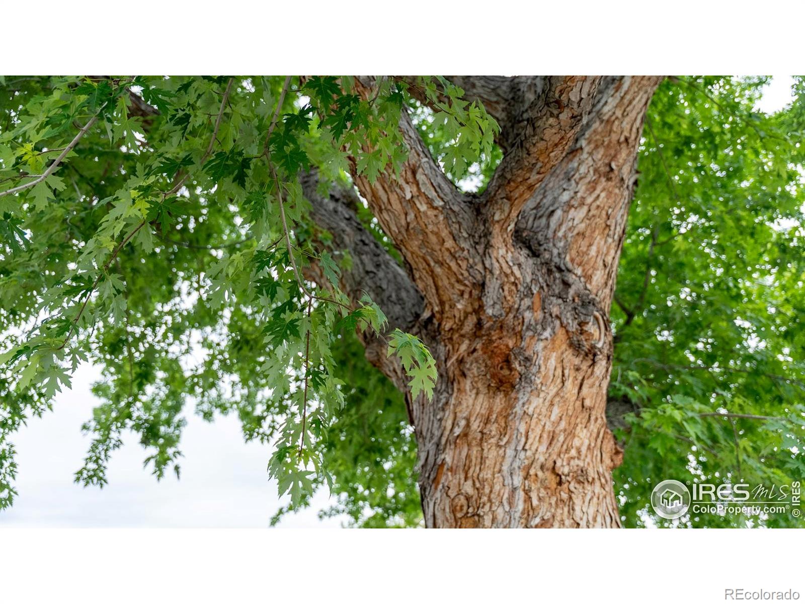 MLS Image #34 for 755  34th street,boulder, Colorado