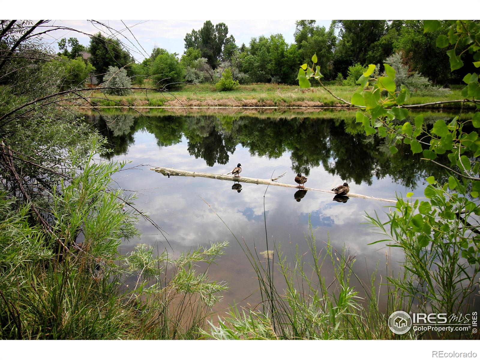 MLS Image #14 for 1705  heatheridge road,fort collins, Colorado