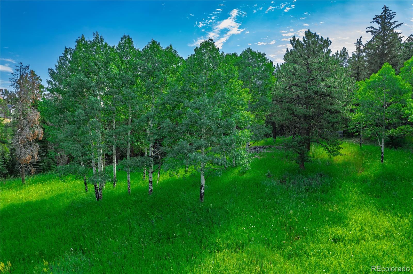MLS Image #4 for 25524 n turkey creek road,evergreen, Colorado