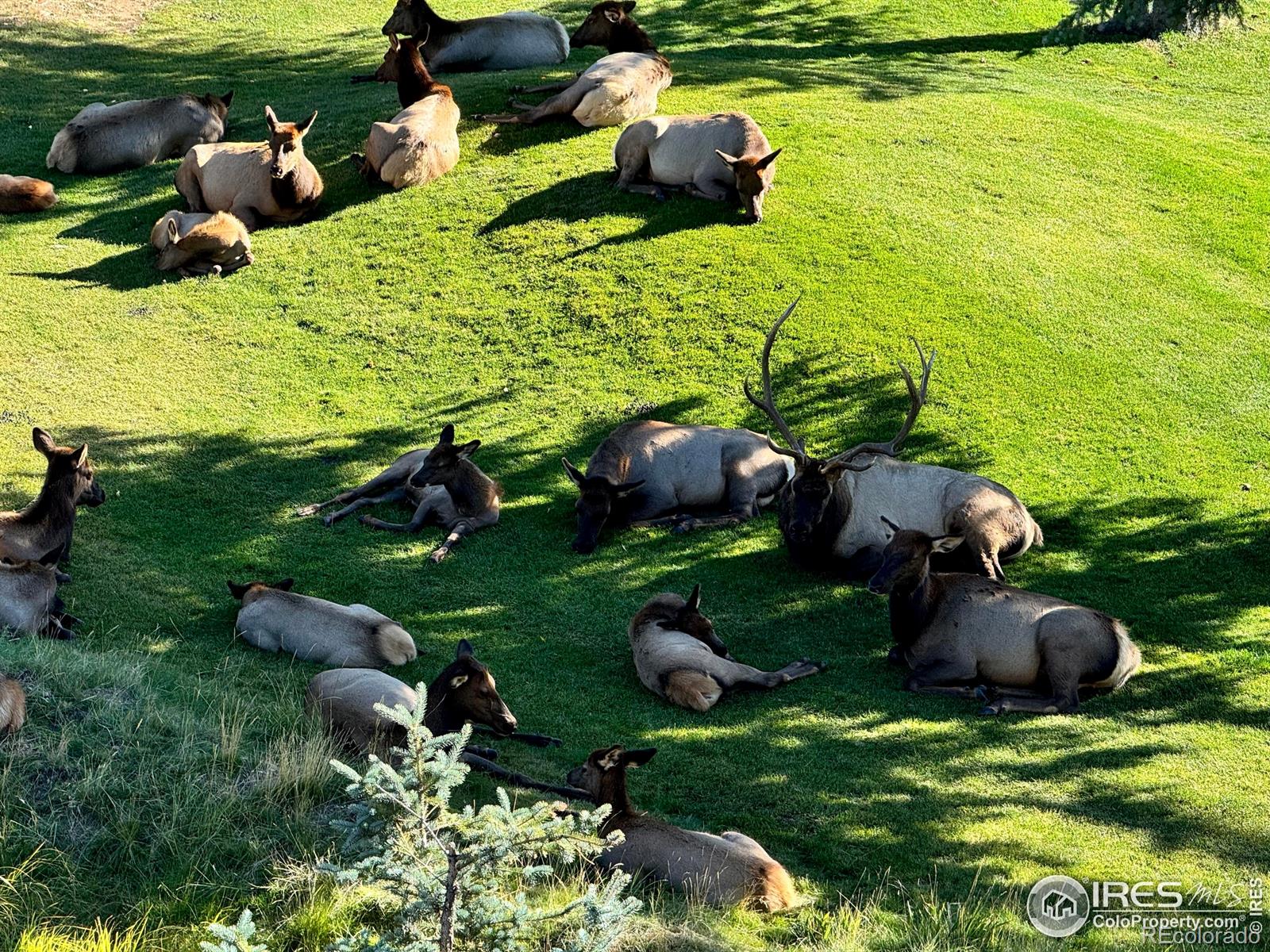 MLS Image #23 for 507  fall river lane,estes park, Colorado