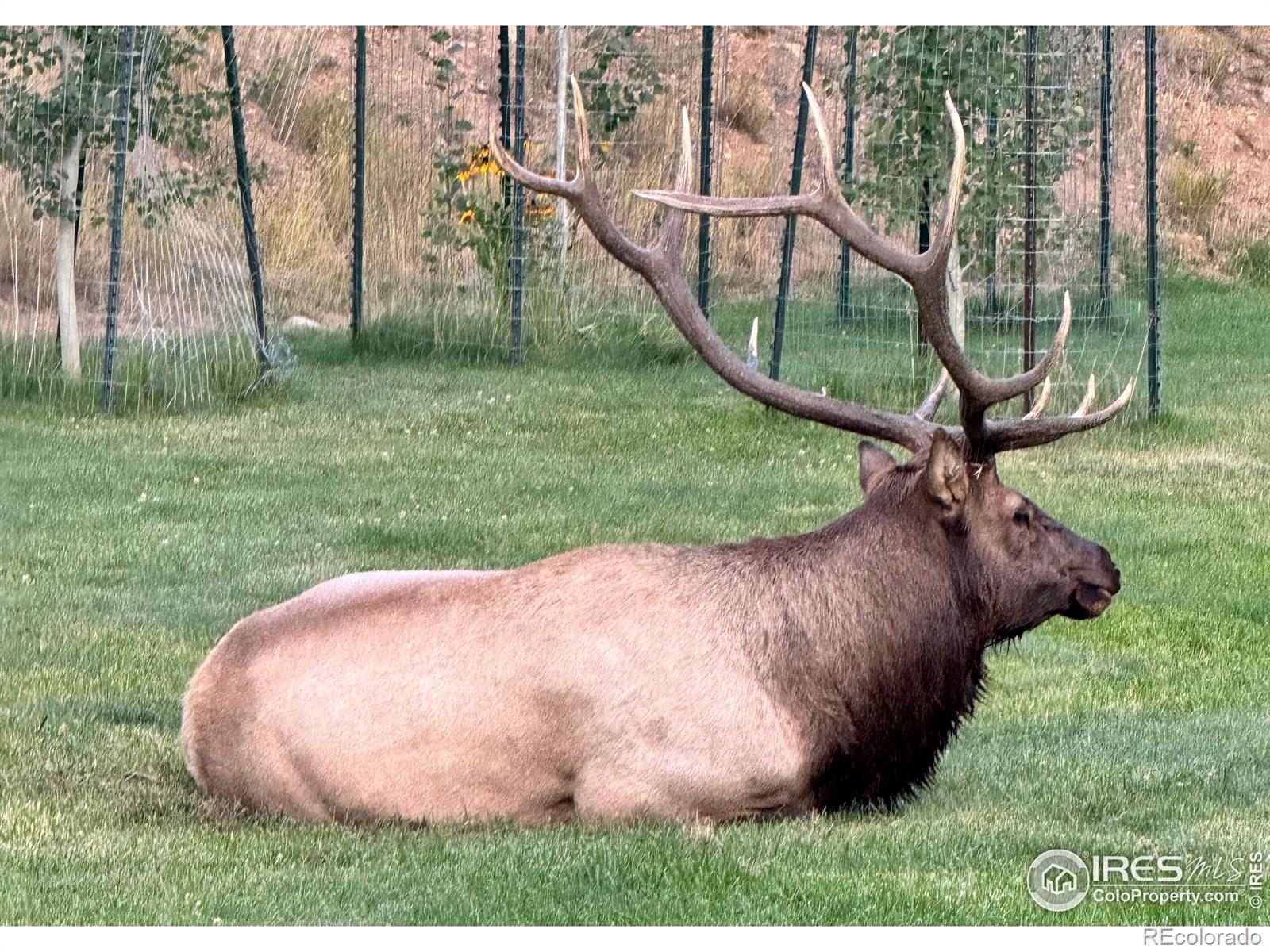MLS Image #24 for 507  fall river lane,estes park, Colorado