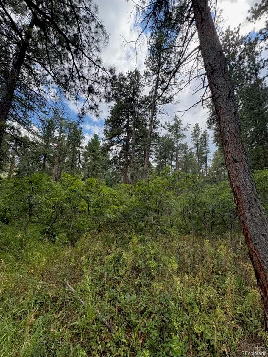 MLS Image #3 for 5028  crow drive,larkspur, Colorado