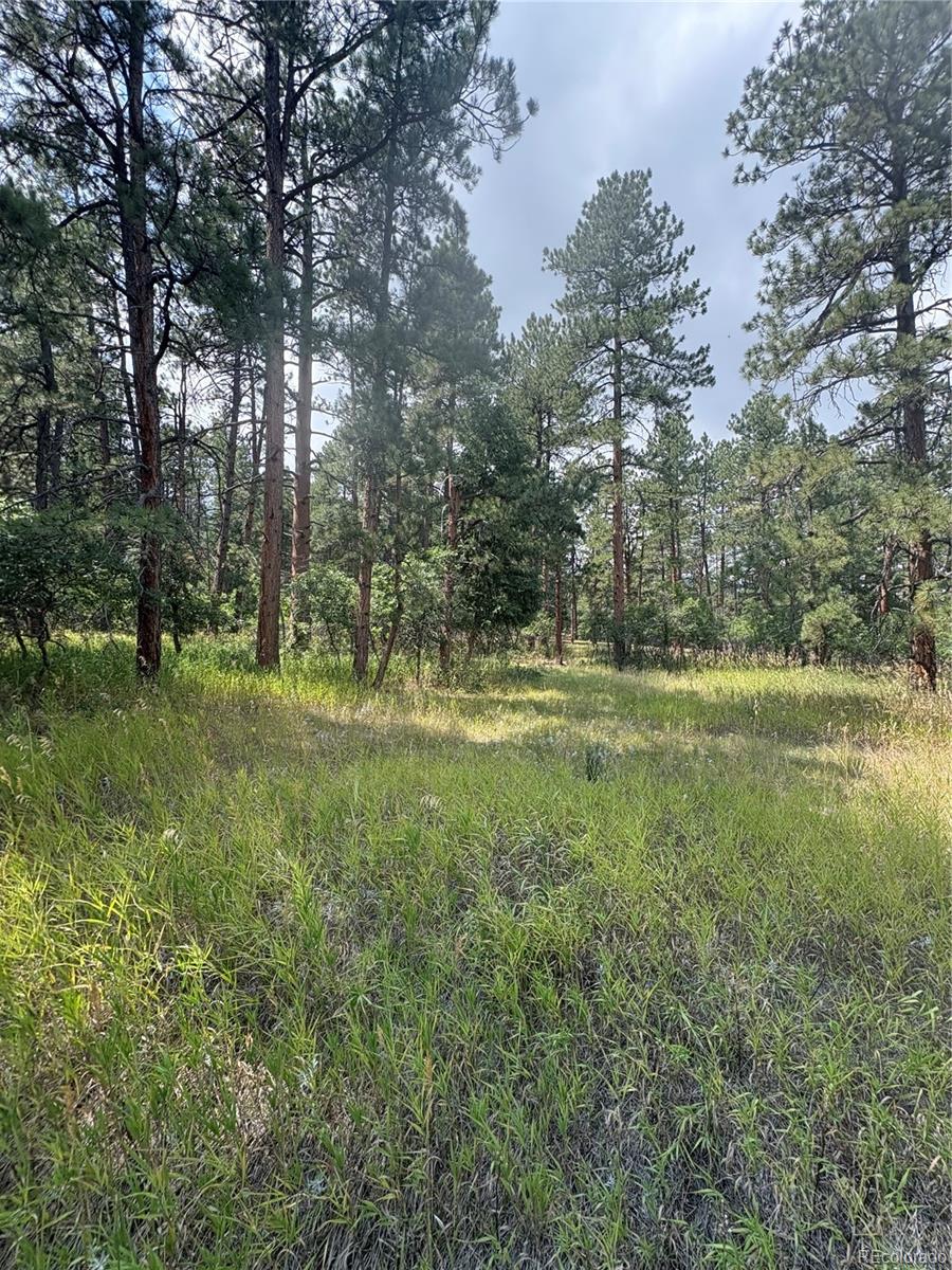 MLS Image #4 for 5028  crow drive,larkspur, Colorado