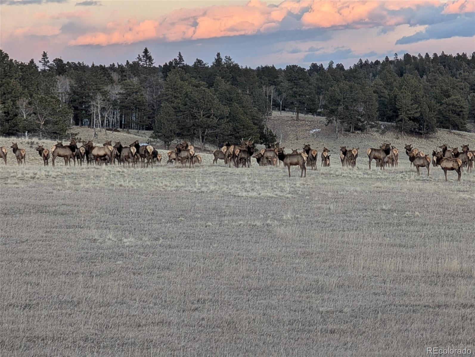 MLS Image #2 for 284  county road 511 road,divide, Colorado