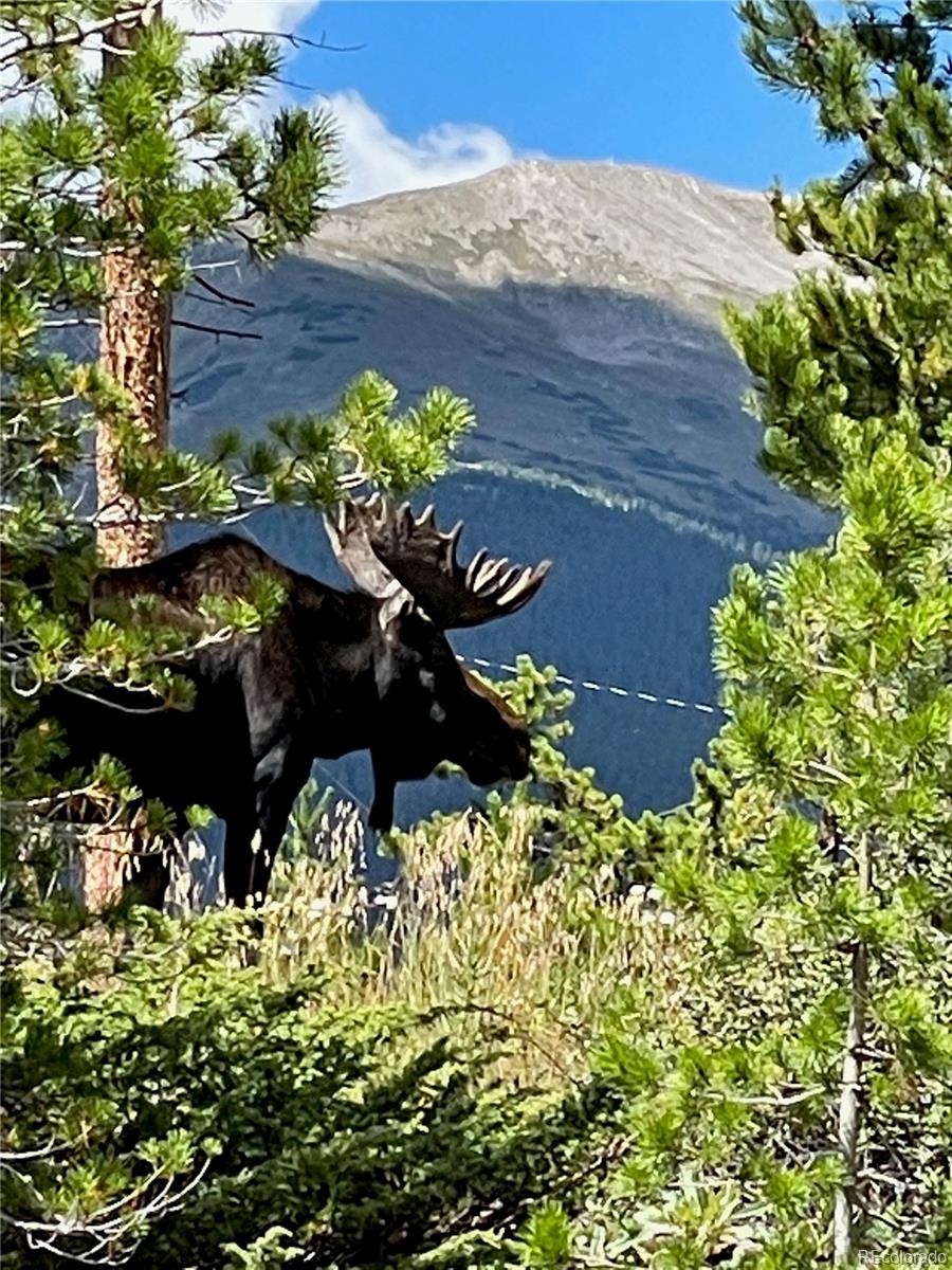 MLS Image #6 for    ,, Colorado