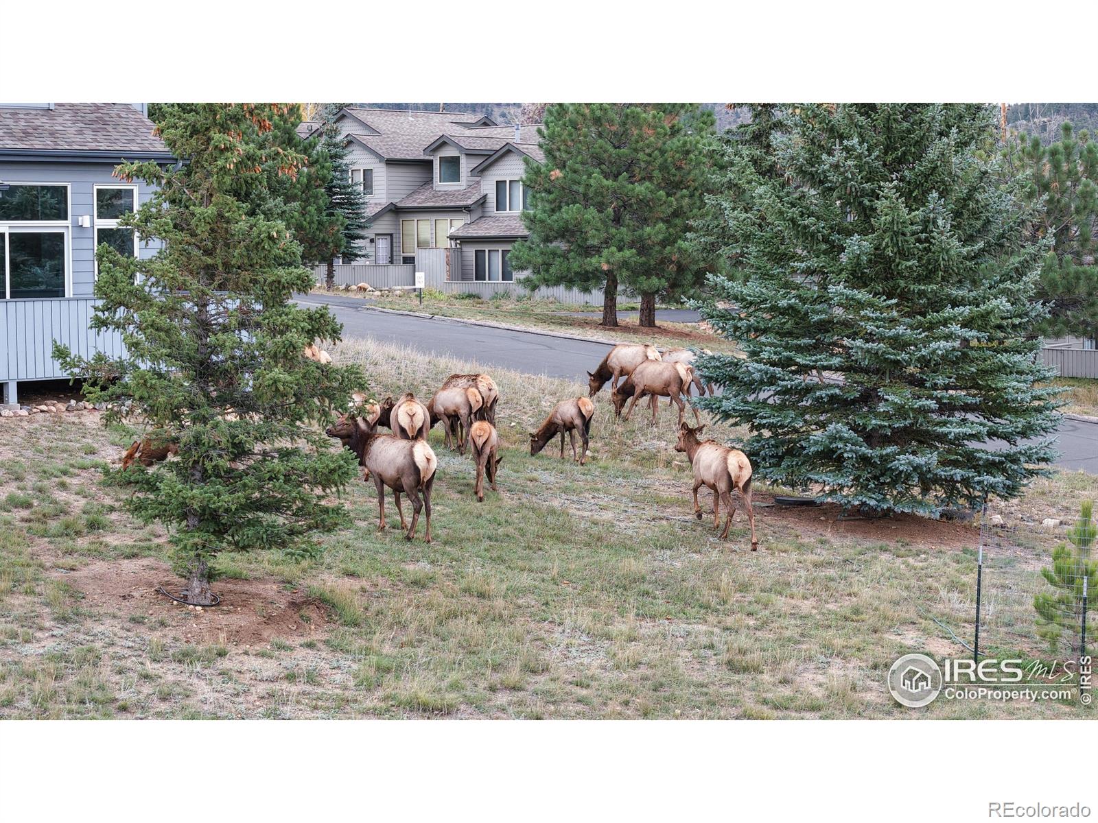 MLS Image #13 for 1555  raven circle,estes park, Colorado