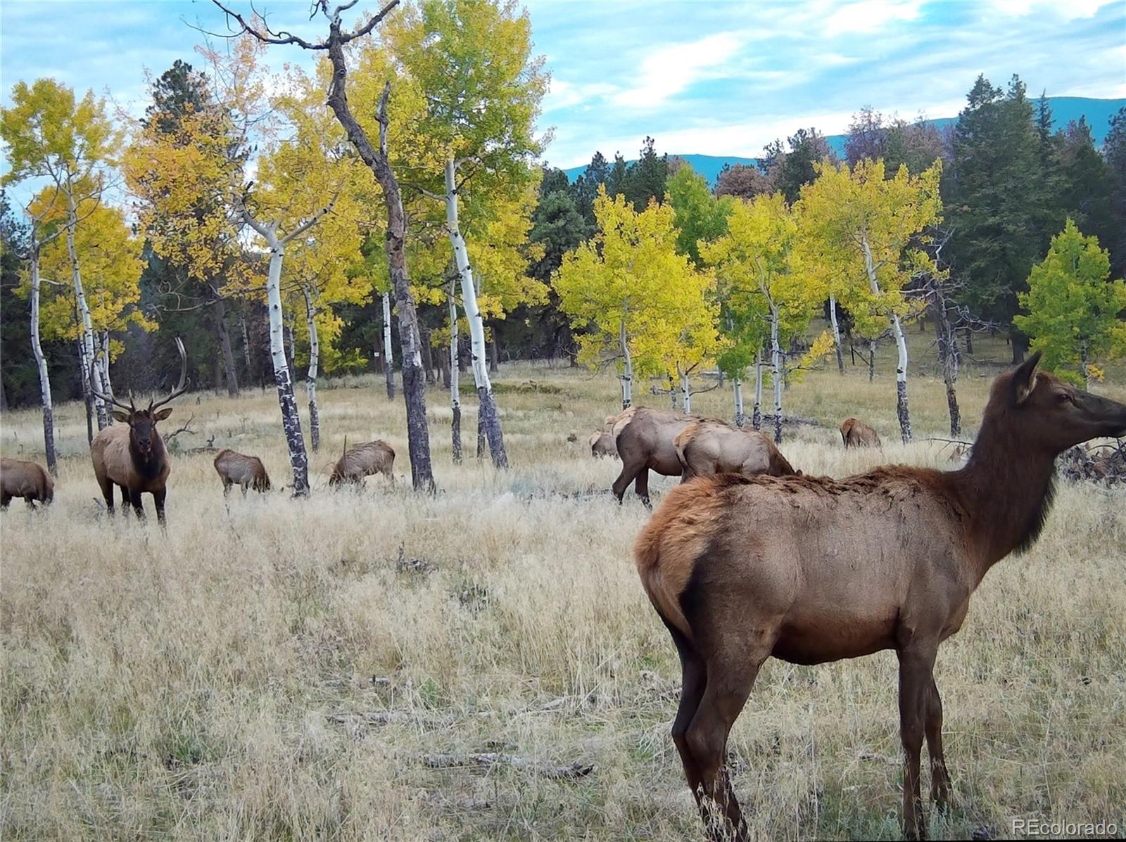 MLS Image #4 for 12434 s us hwy 285 ,conifer, Colorado