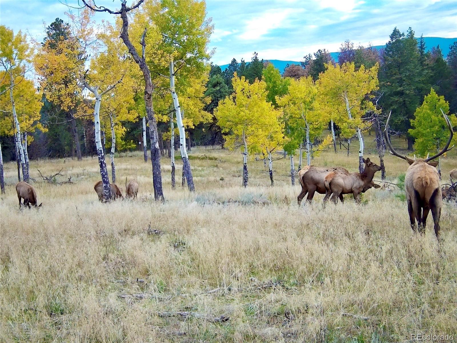 MLS Image #47 for 12434 s us hwy 285 ,conifer, Colorado