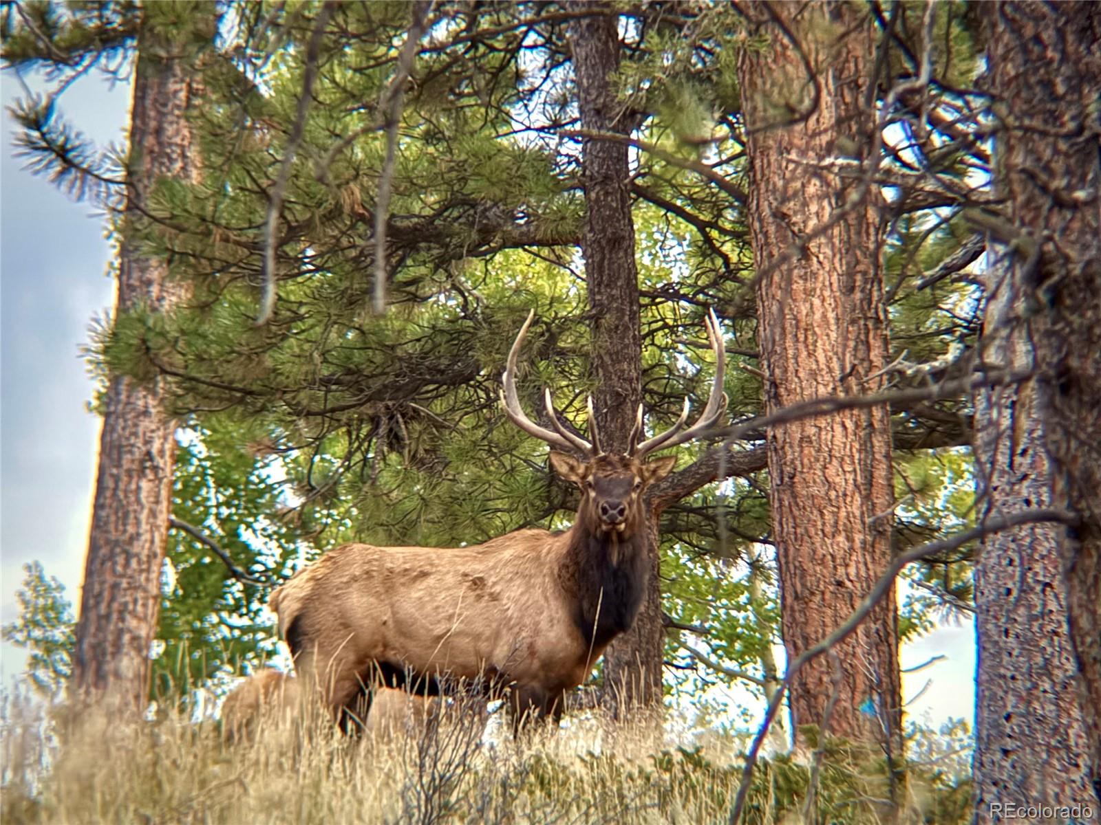 MLS Image #48 for 12434 s us hwy 285 ,conifer, Colorado