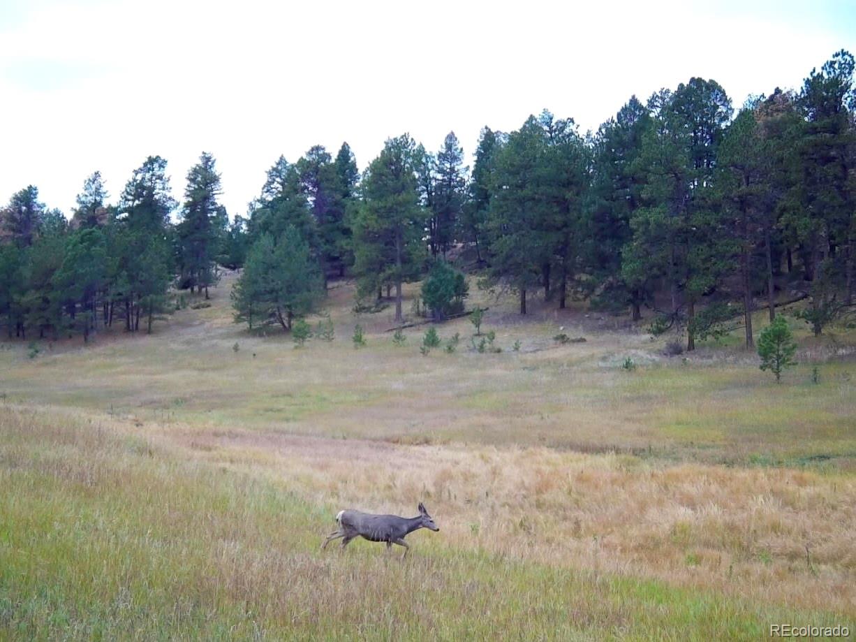 MLS Image #29 for 12464 s us hwy 285 ,conifer, Colorado