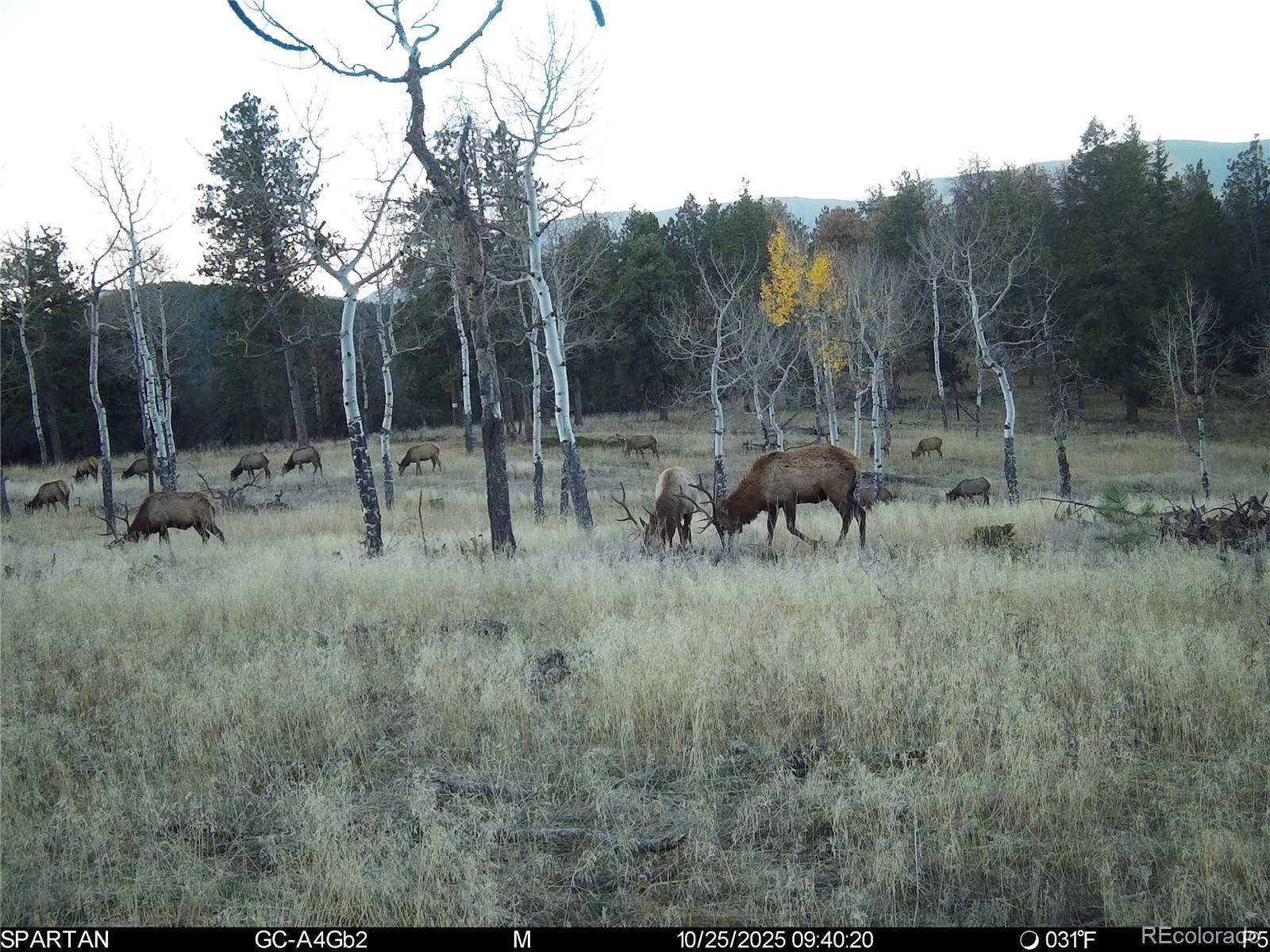 MLS Image #32 for 12464 s us hwy 285 ,conifer, Colorado