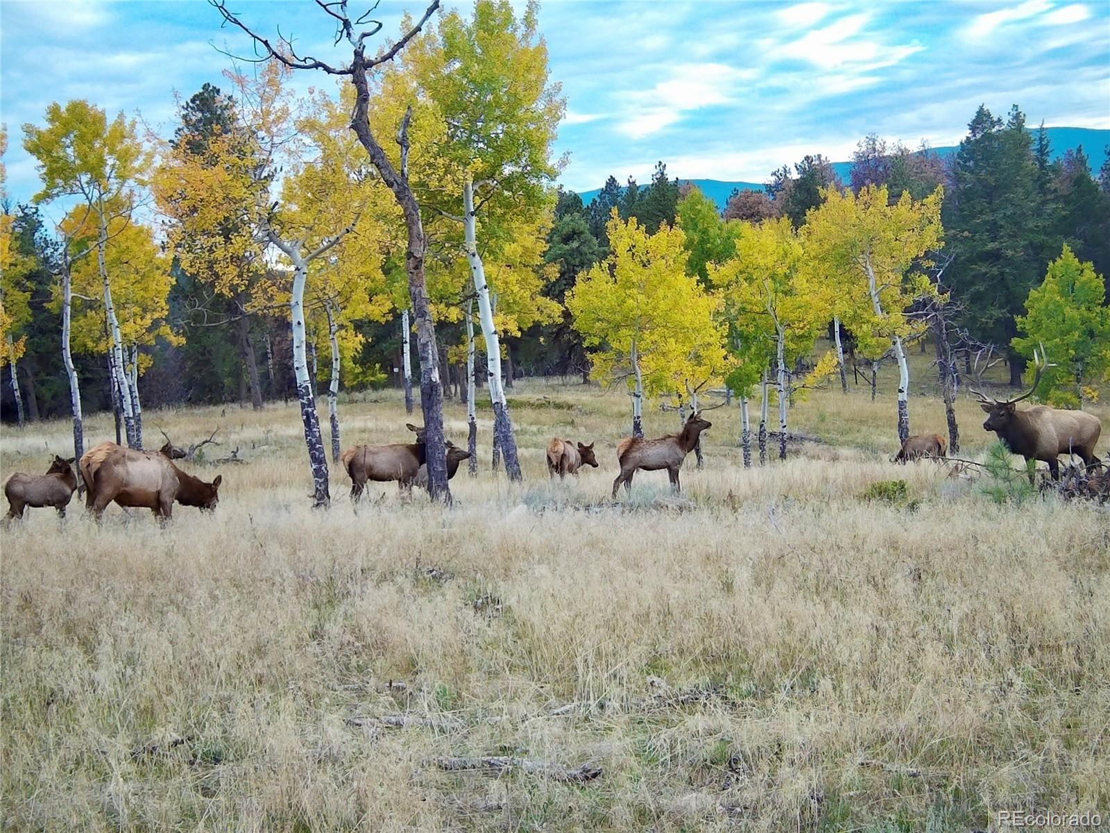 MLS Image #6 for 12464 s us hwy 285 ,conifer, Colorado