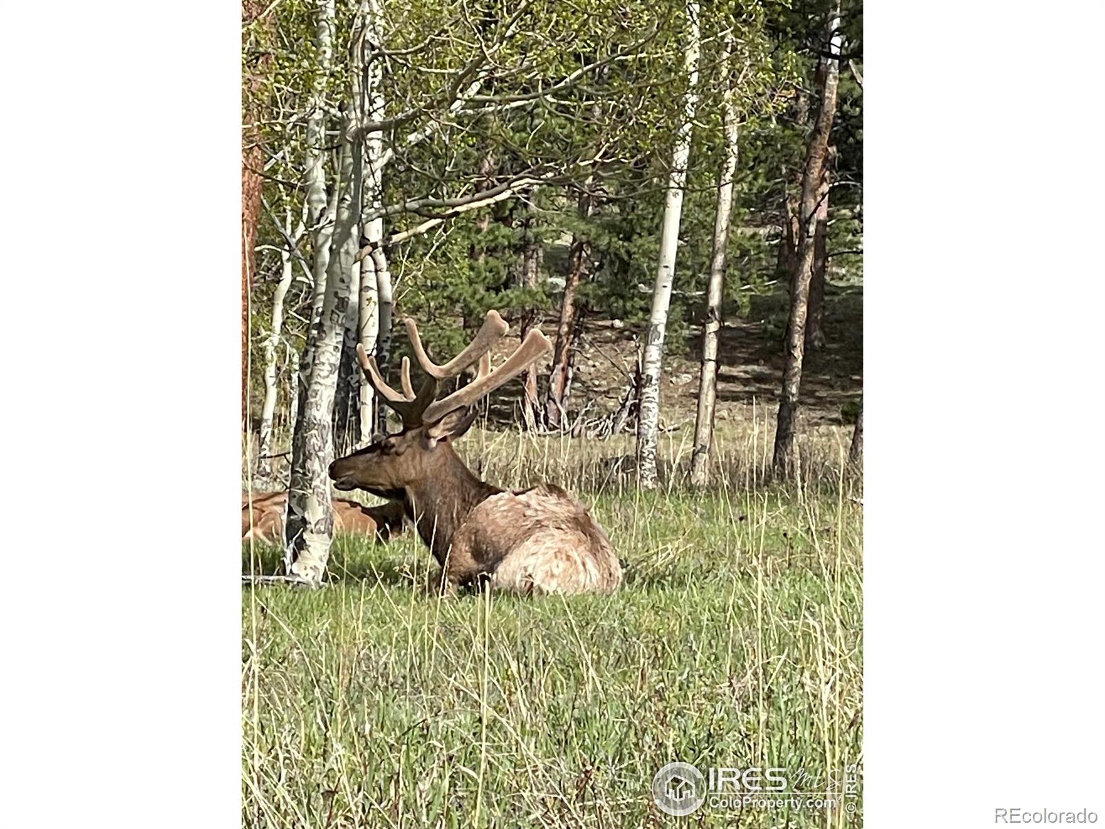 MLS Image #19 for 1565  highway 66 ,estes park, Colorado