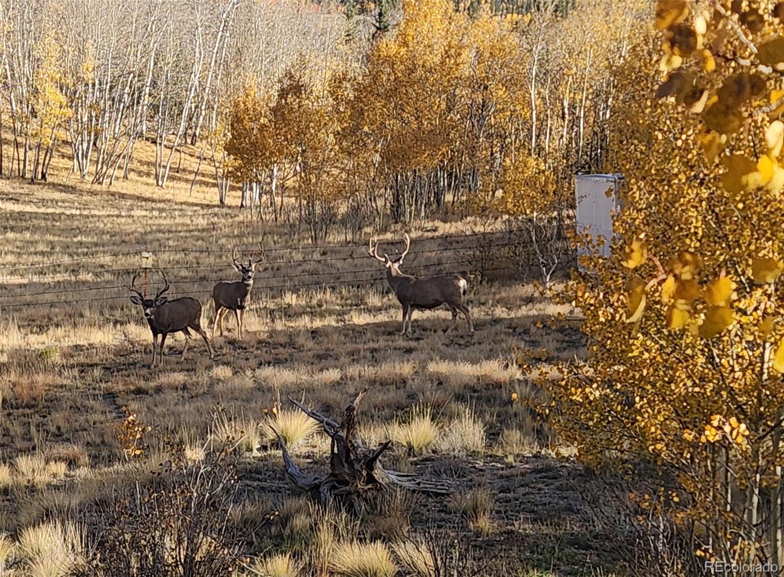 MLS Image #38 for 2387  buffalo ridge road,como, Colorado