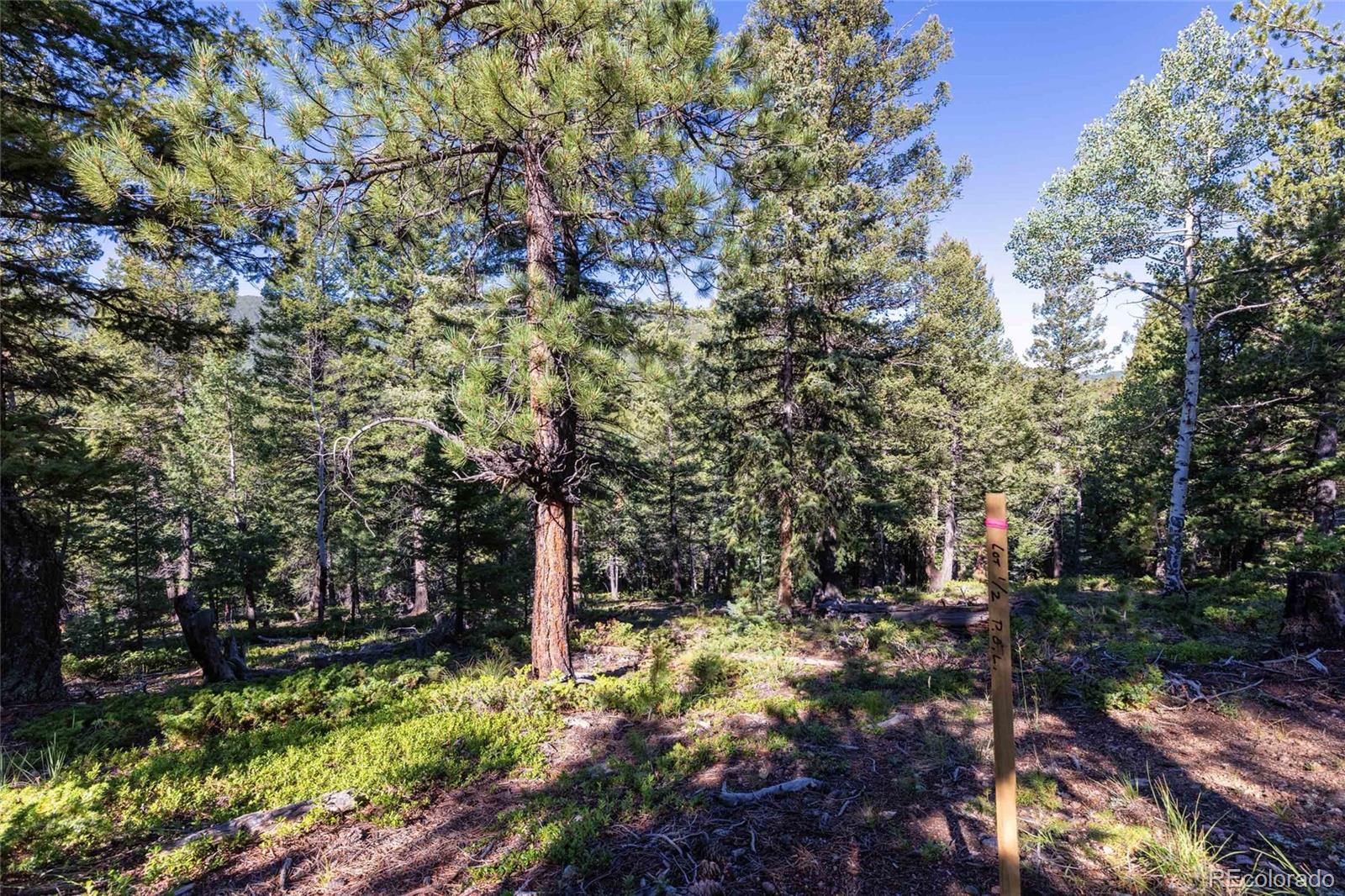 MLS Image #10 for 31334  forest shadow trail,conifer, Colorado