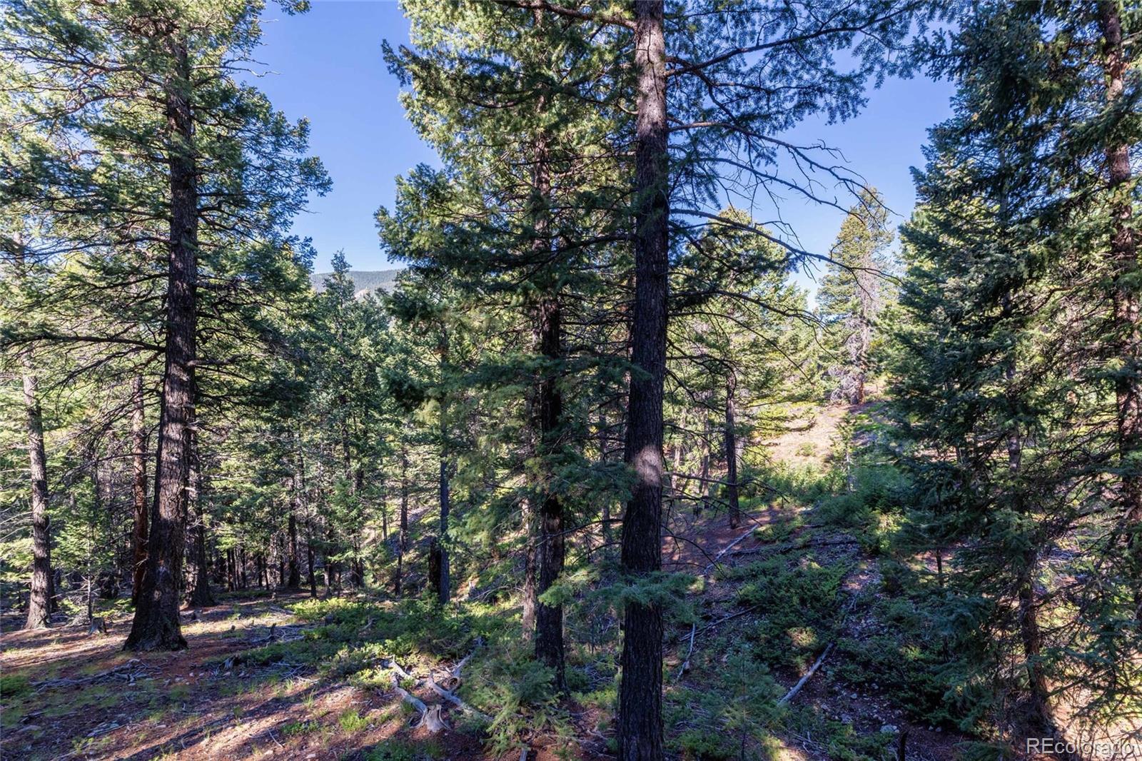 MLS Image #12 for 31334  forest shadow trail,conifer, Colorado