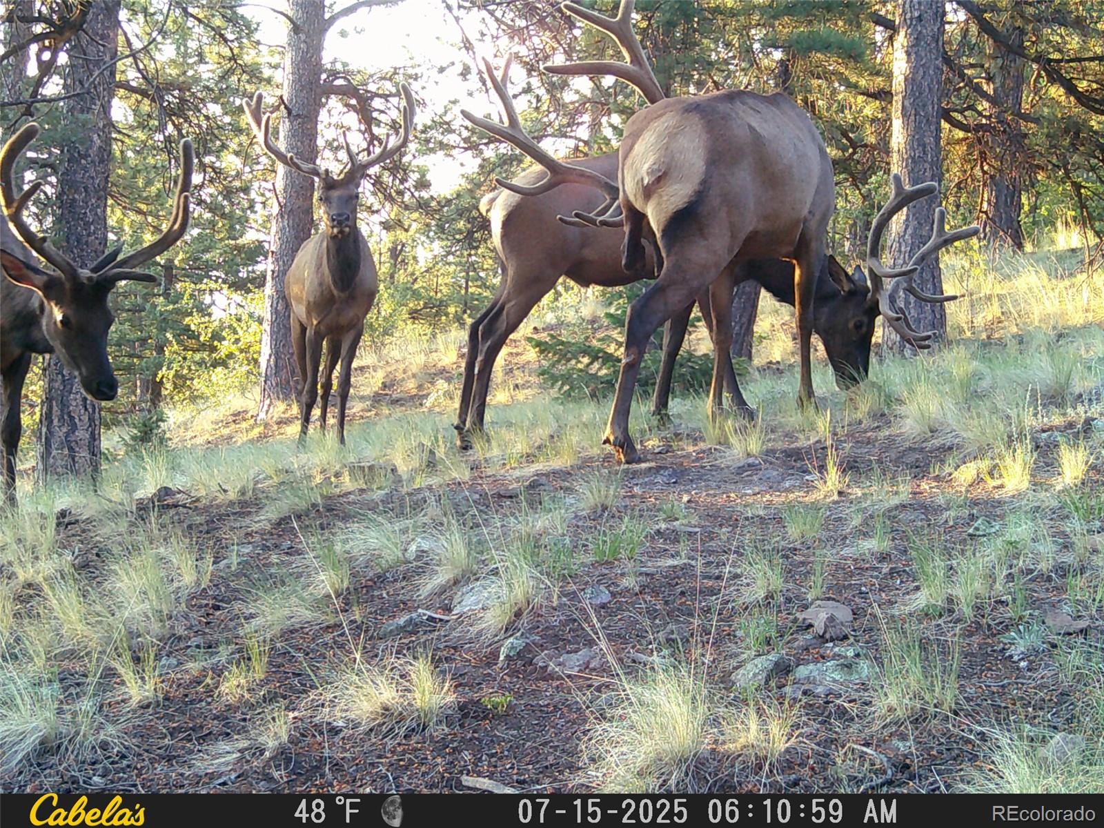 MLS Image #43 for 9100  county rd 102 ,guffey, Colorado