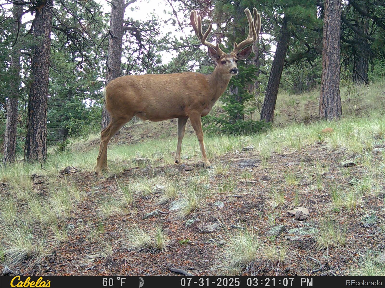 MLS Image #45 for 9100  county rd 102 ,guffey, Colorado