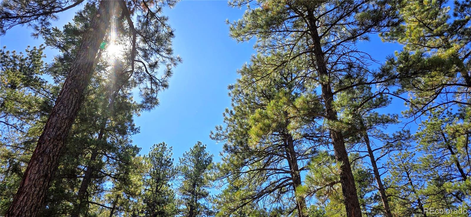 MLS Image #2 for 8057  bannock drive,larkspur, Colorado