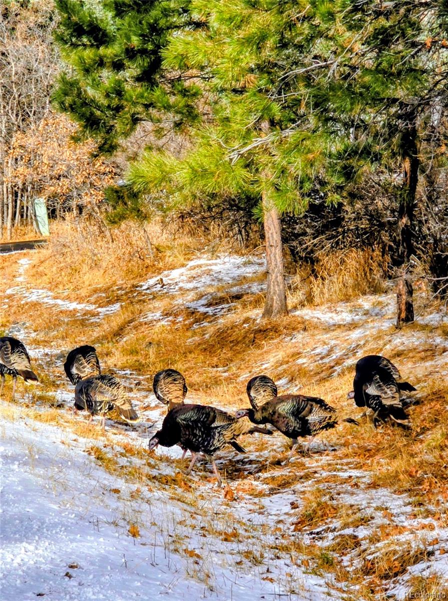 MLS Image #7 for 8057  bannock drive,larkspur, Colorado