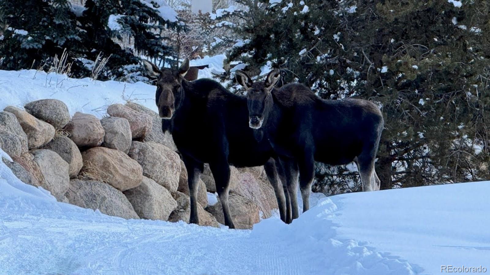 MLS Image #24 for 328  raven golf lane,silverthorne, Colorado