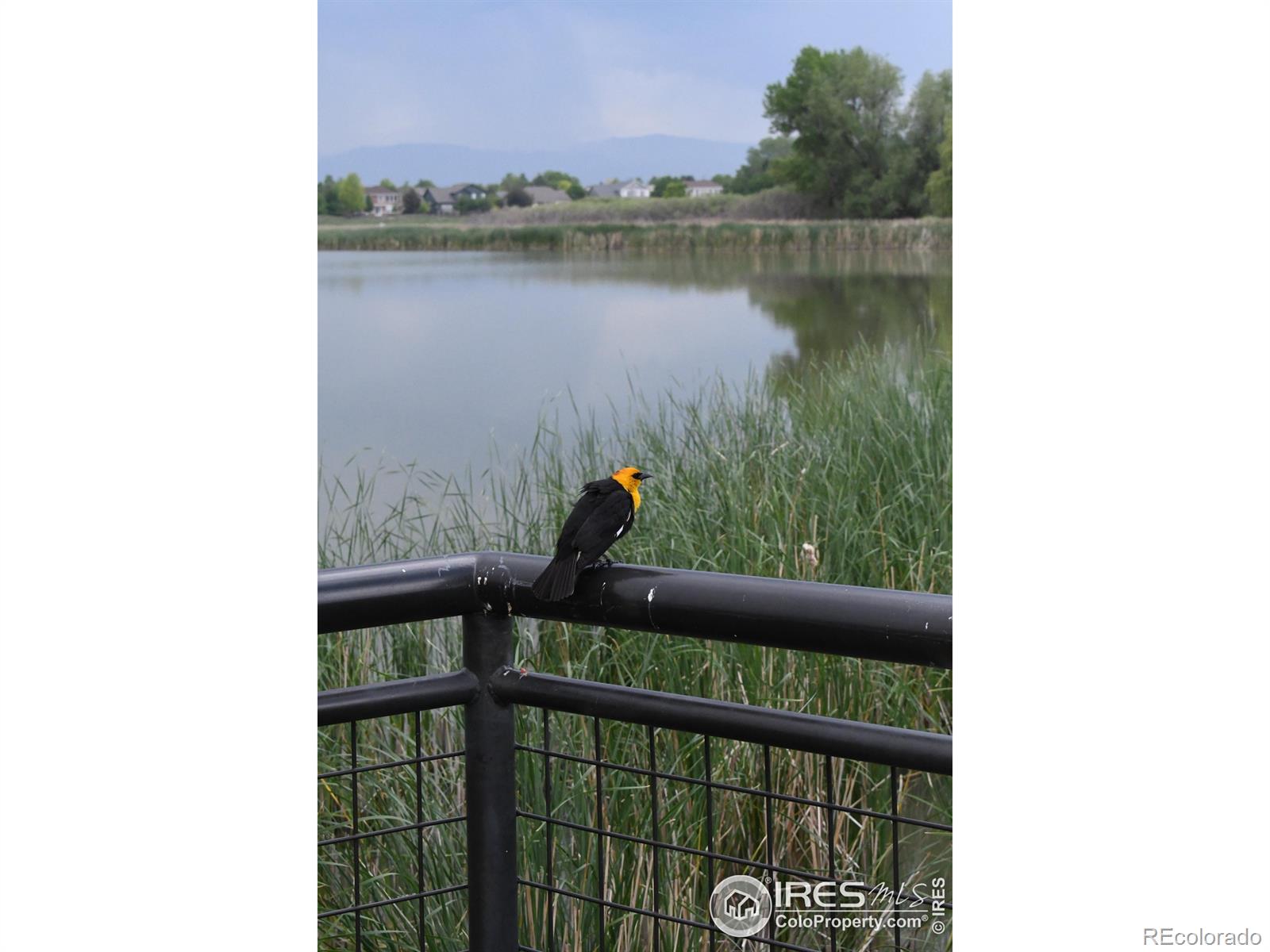 MLS Image #25 for 804  summer hawk drive,longmont, Colorado