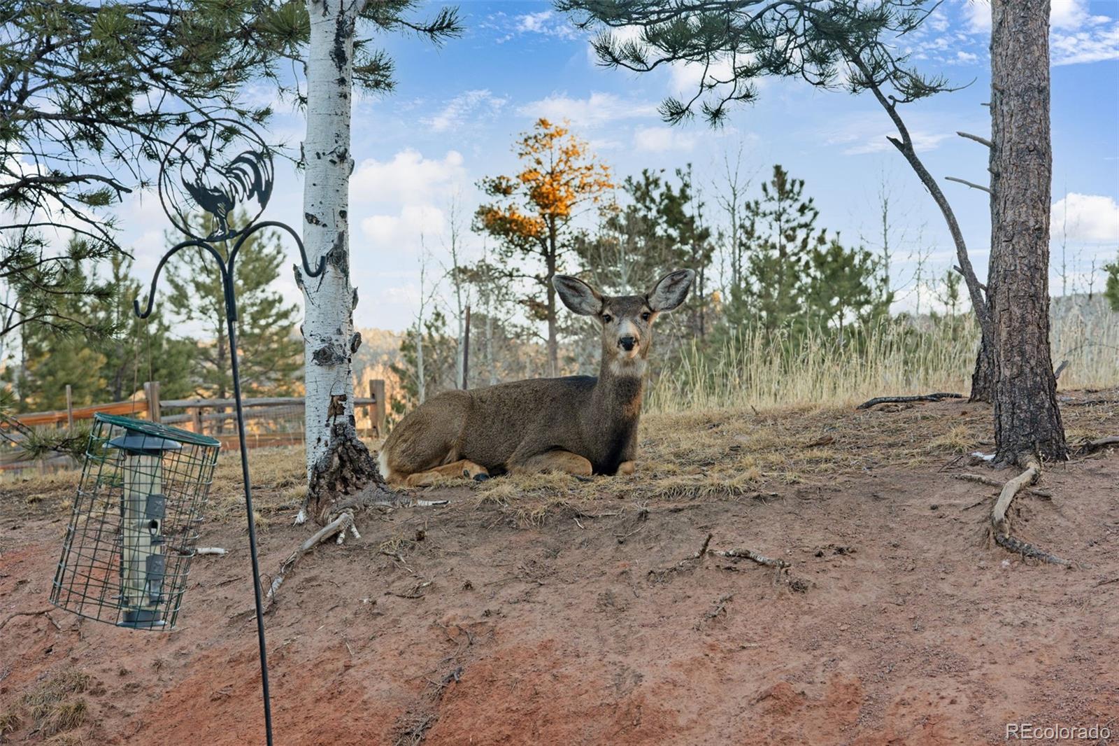 MLS Image #41 for 1157  ptarmigan drive,woodland park, Colorado